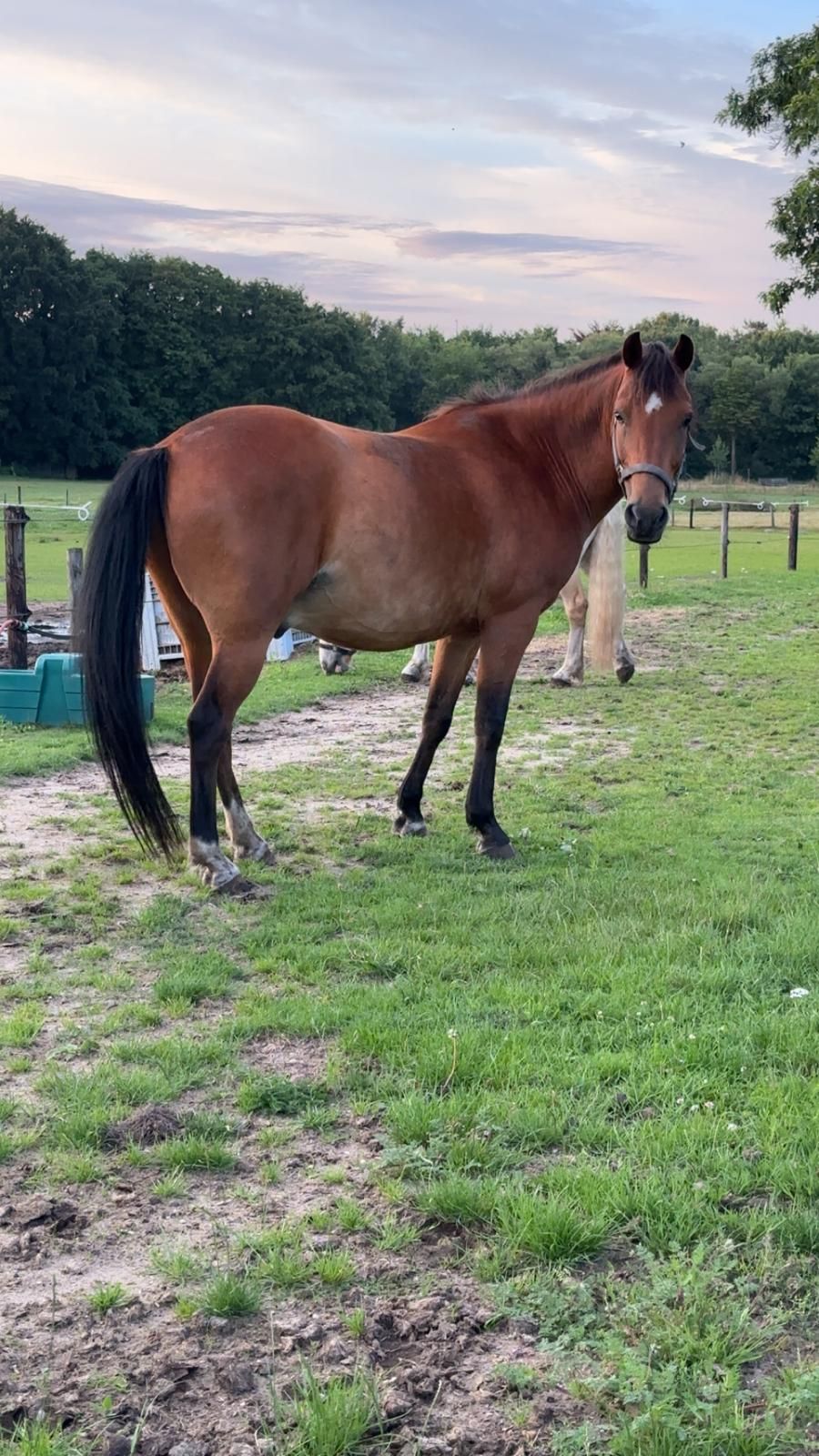 new-forest allround-pony ruin 14 let bruin na prodej - Foto 6