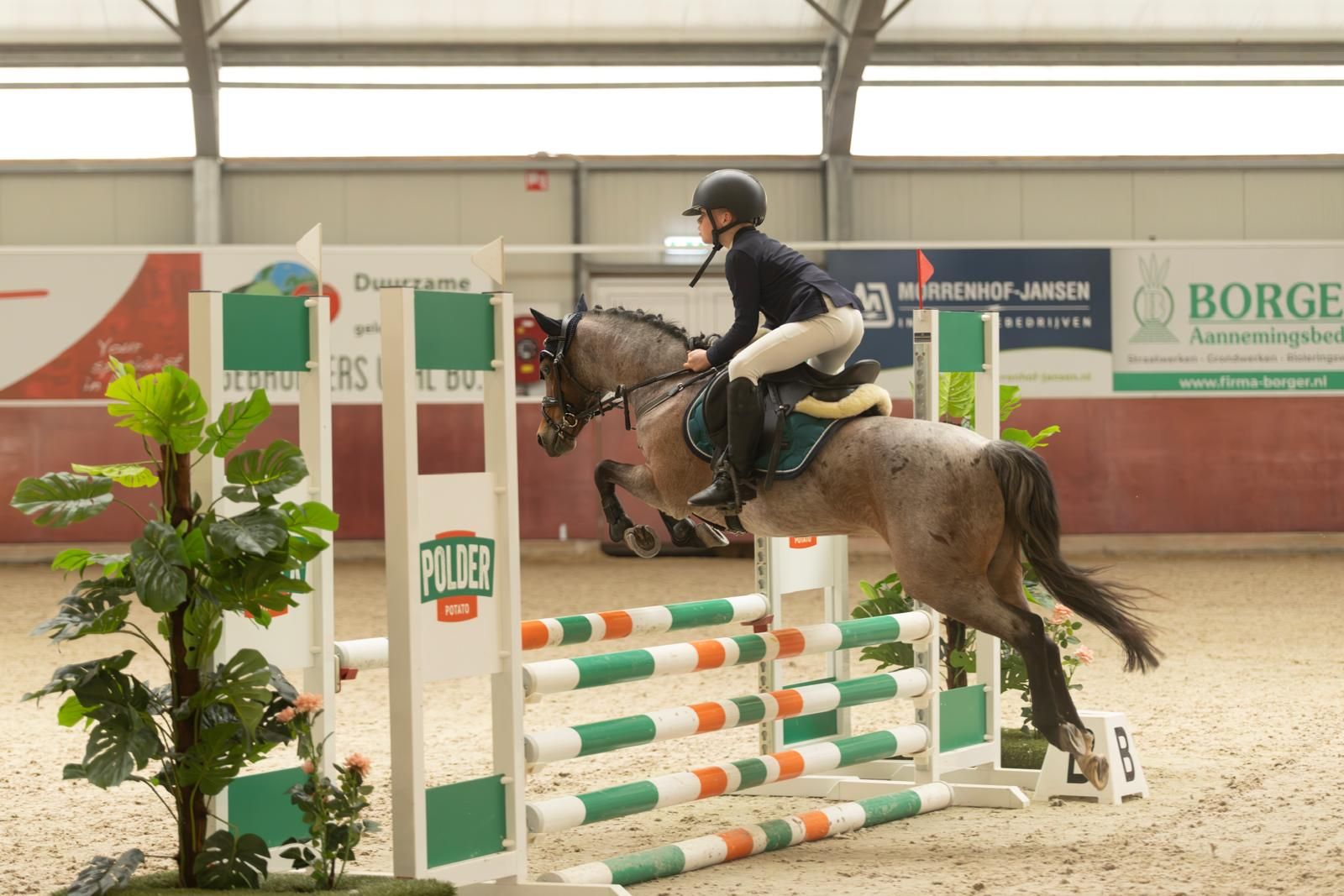 welsh-cob allround-pony merrie 11 år roan til salg - Foto 5