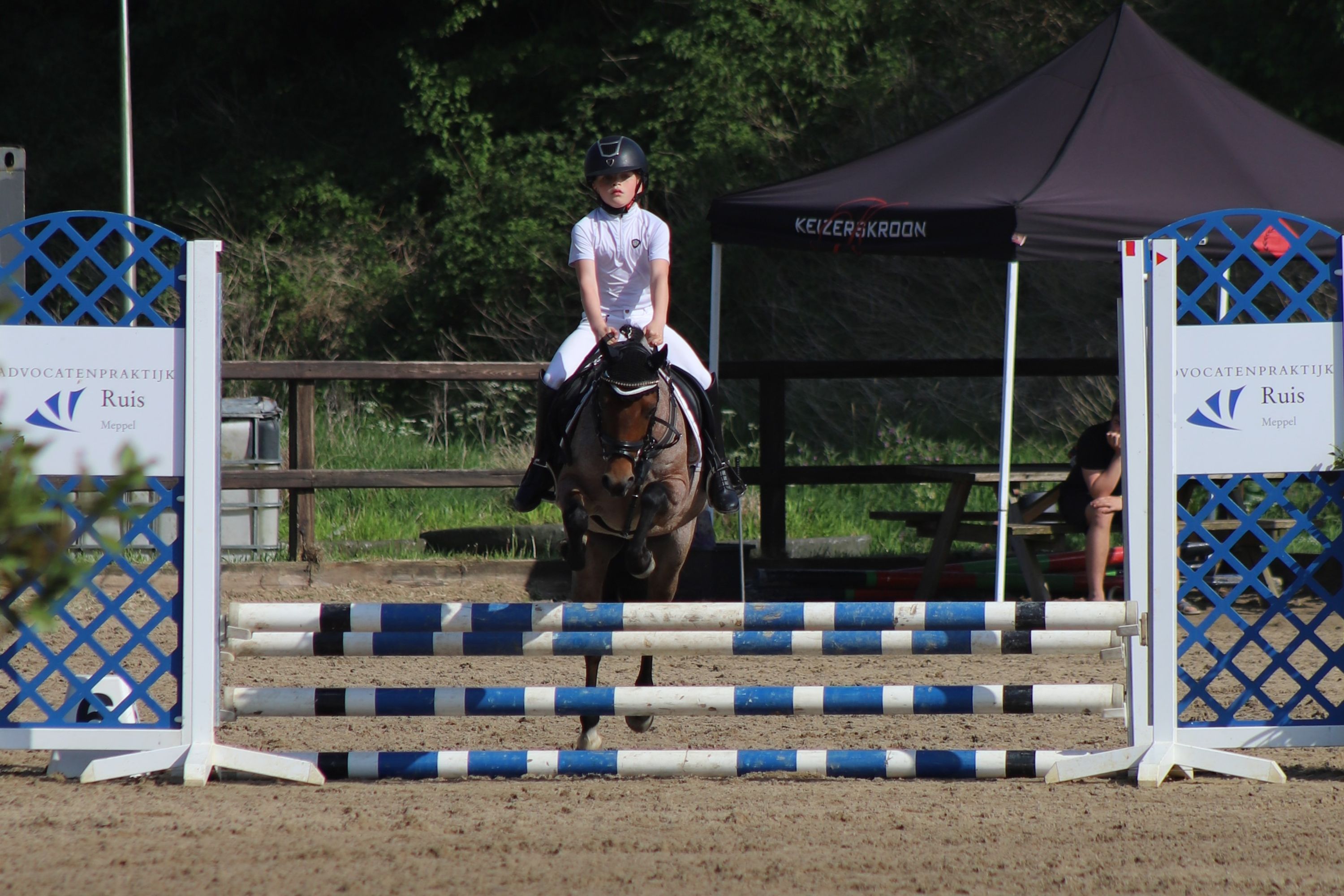 welsh-cob allround-pony merrie 11 år roan til salg - Foto 6
