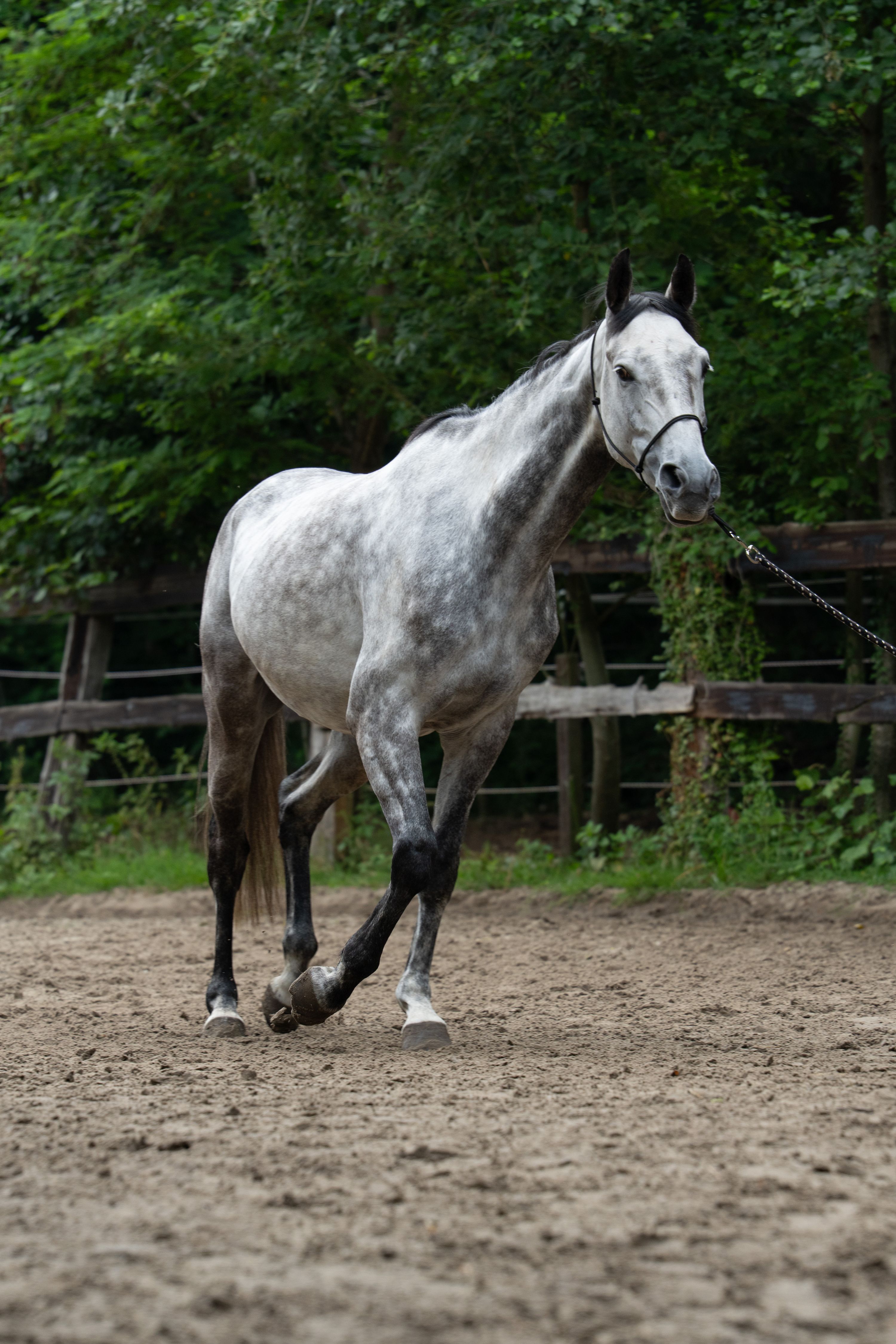 6-year-old (green) gelding for sale