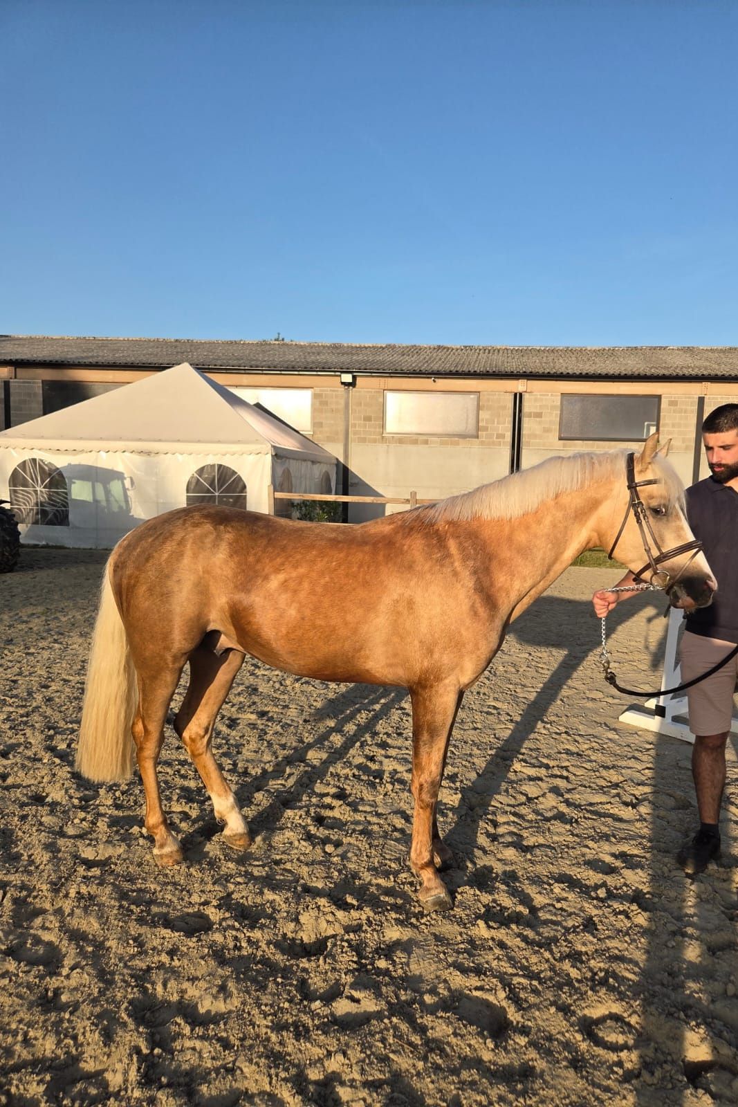 bwp springpony ruin 4 år palomino till salu - Foto 3
