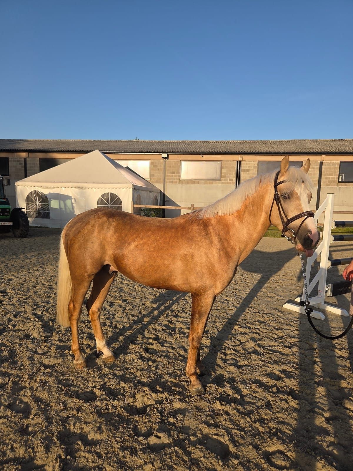 bwp springpony ruin 4 år palomino till salu - Foto 2