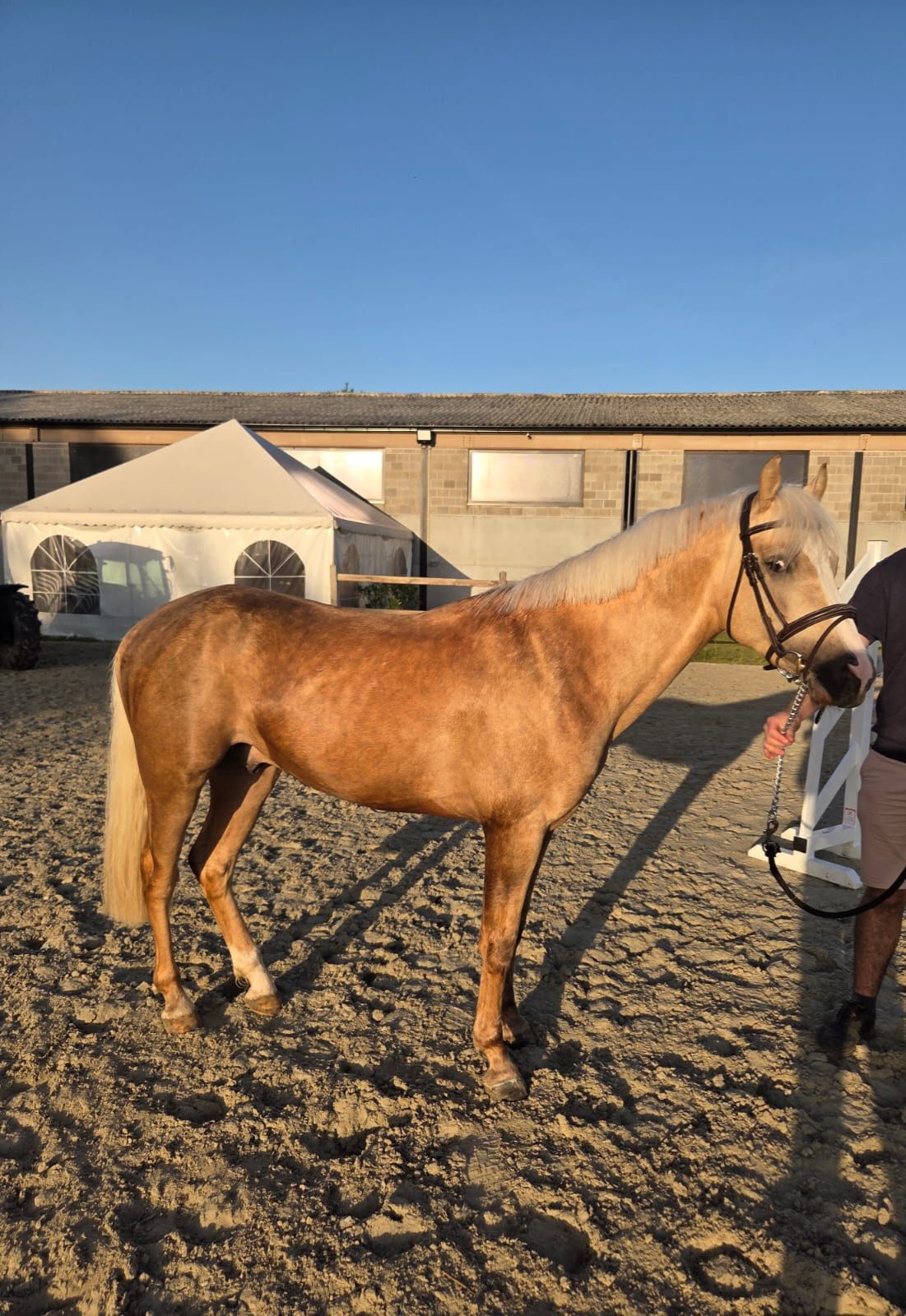 Poney de sport palomino exceptionnel de 4 ans