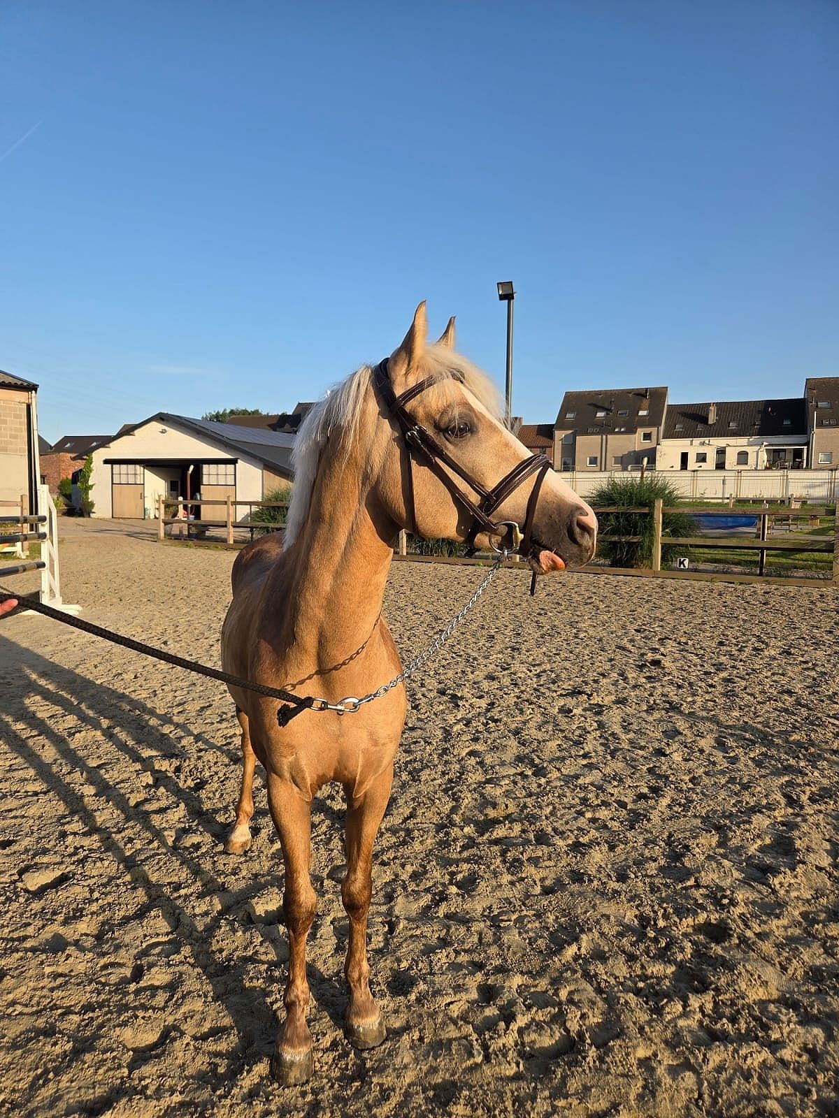 bwp springpony ruin 4 år palomino till salu - Foto 5