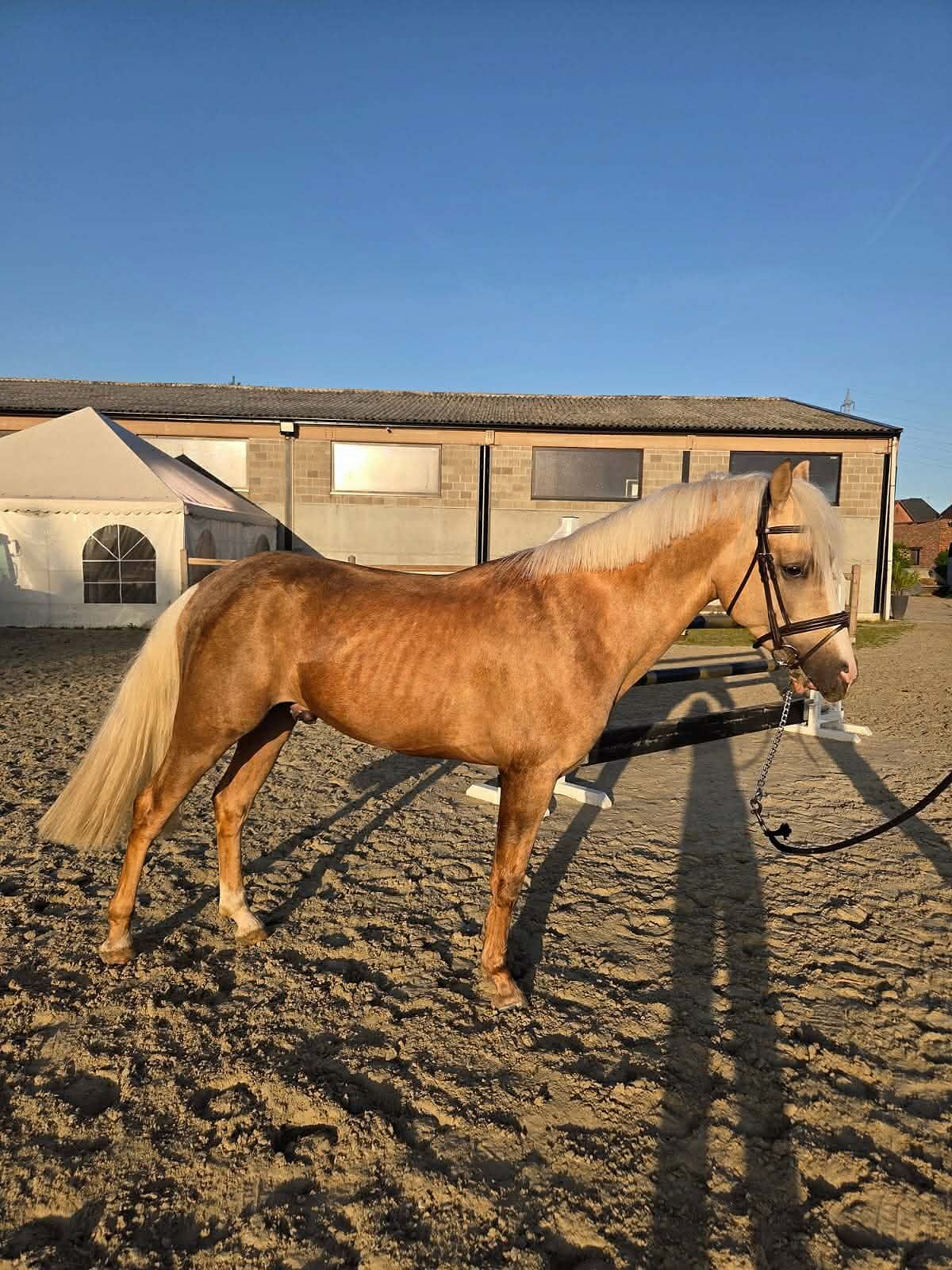 bwp springpony ruin 4 år palomino till salu - Foto 4