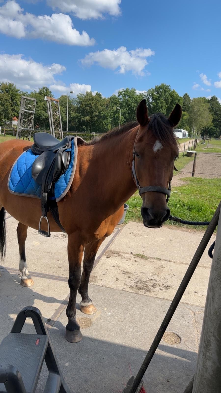 new-forest allround-pony ruin 14 let bruin na prodej - Foto 5