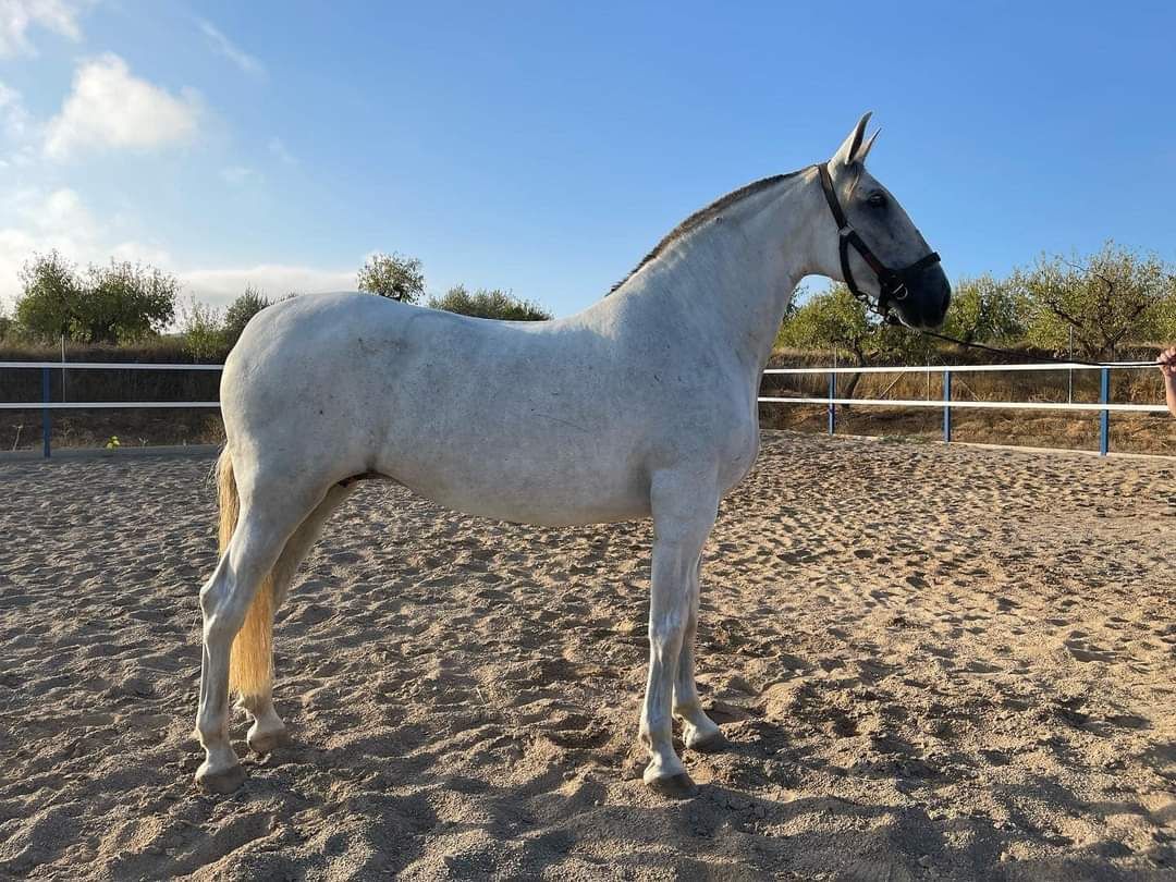 Sweet large PRE mare