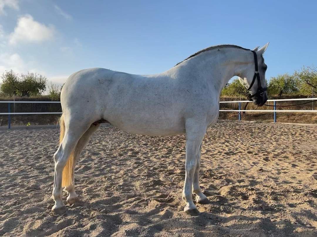 PRE recreatie-paard merrie 15 years old schimmel for sale - Photo 2