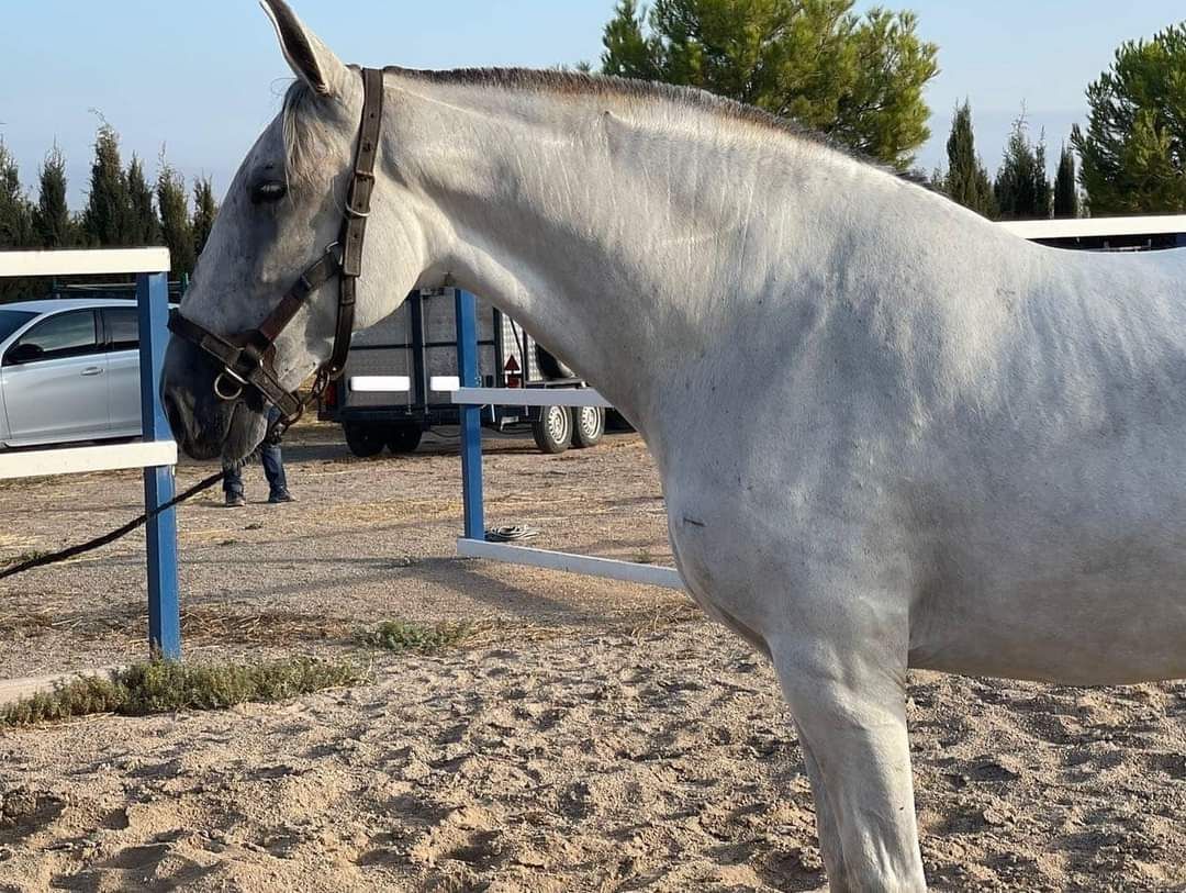 PRE recreatie-paard merrie 15 years old schimmel for sale - Photo 3
