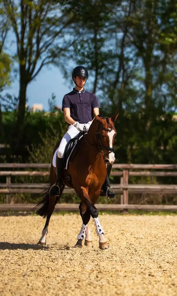 kwpn dressuurpaard merrie 13 ans bruin à vendre - Photo 4