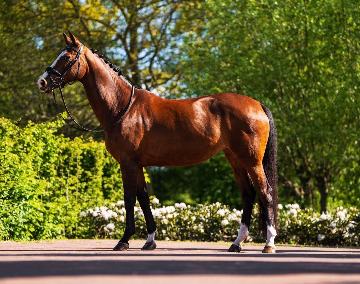 kwpn dressuurpaard merrie 13 ans bruin à vendre - Photo 2