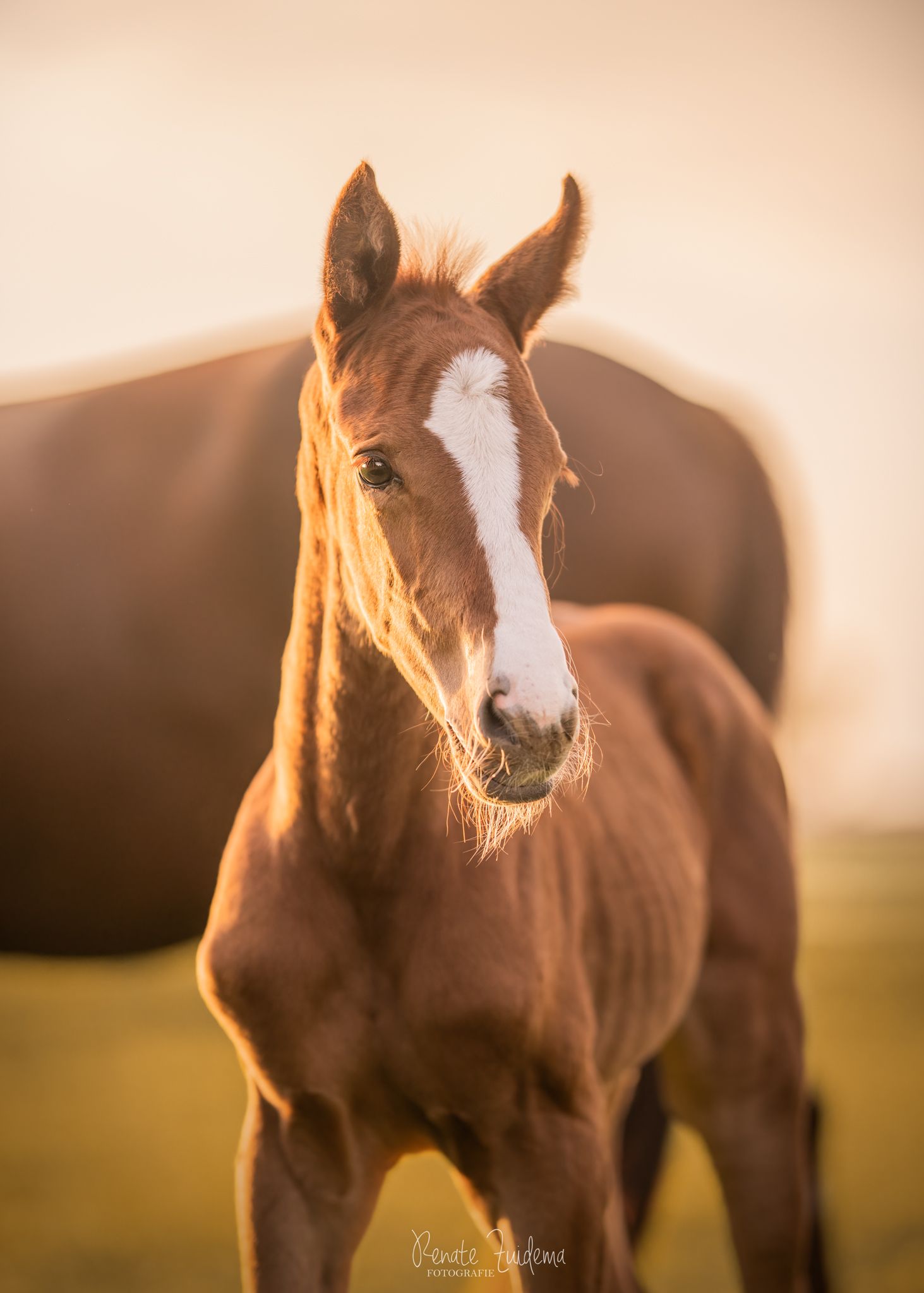 kwpn dressuurpaard merrie 0 years old vos for sale - Photo 3