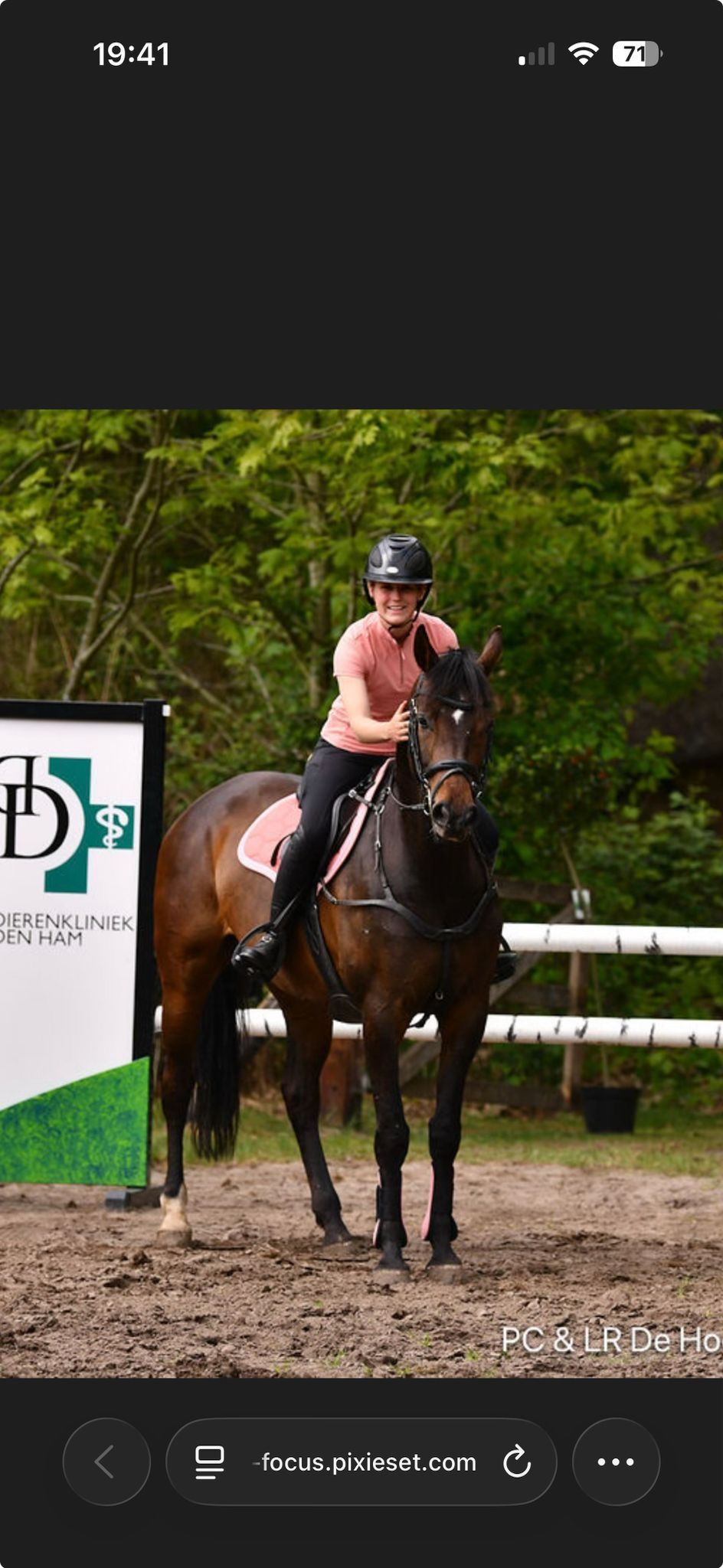 zangersheide springpaard merrie 6 years old donkerbruin for sale - Photo 2