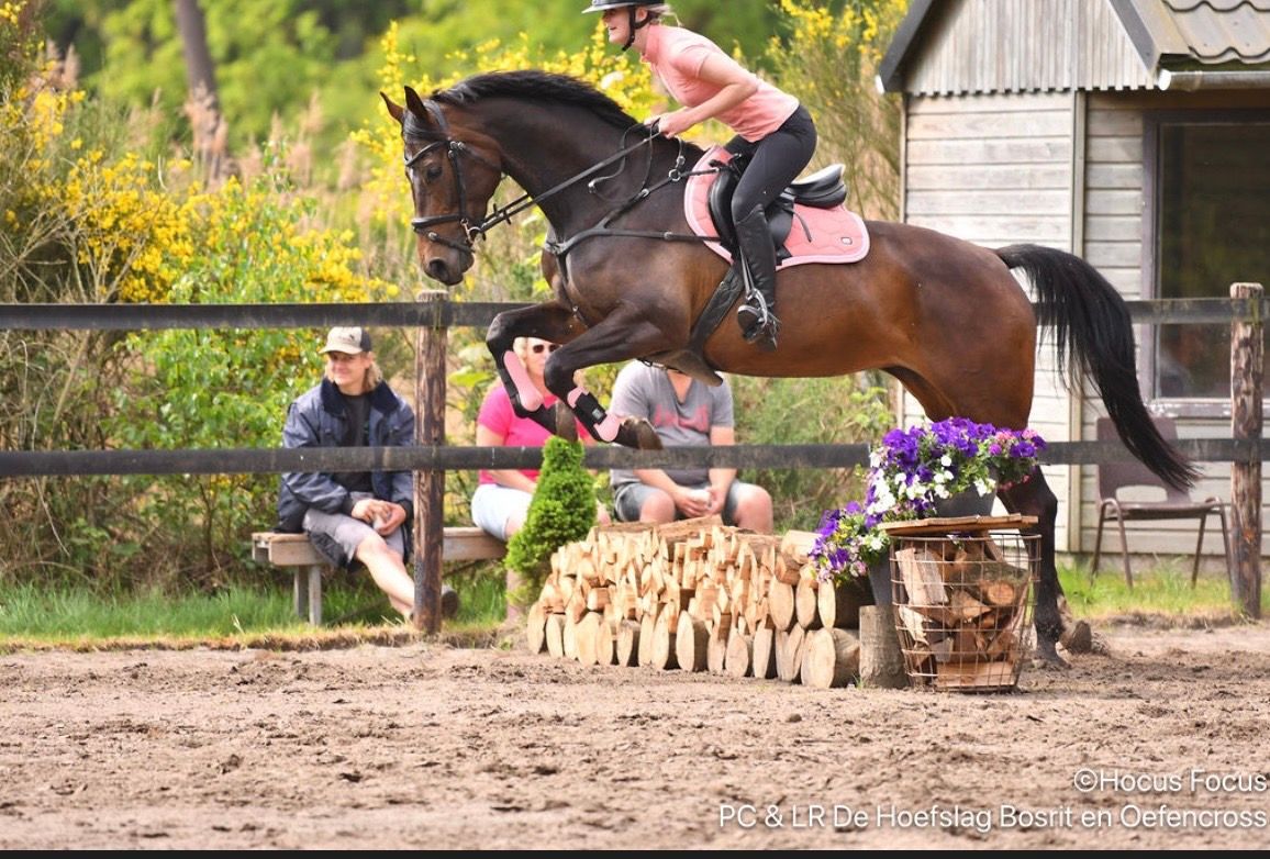 zangersheide springpaard merrie 6 years old donkerbruin for sale - Photo 4
