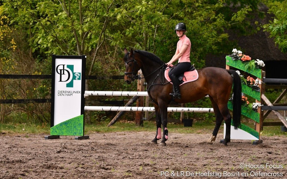 zangersheide springpaard merrie 6 years old donkerbruin for sale - Photo 3