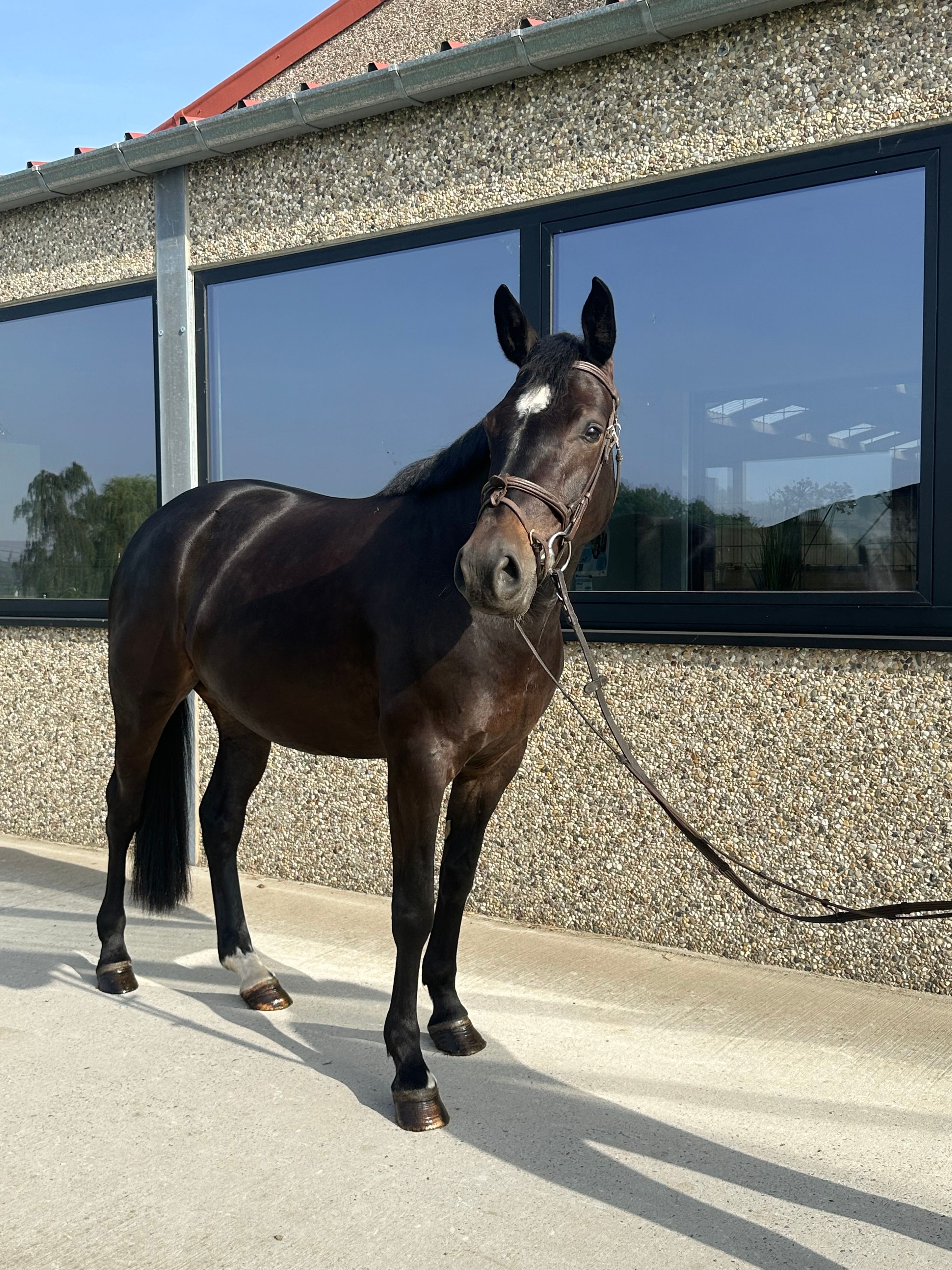 Wishfull Thinking (parfait van’t Schaeck x Cartier VD Heffinck)