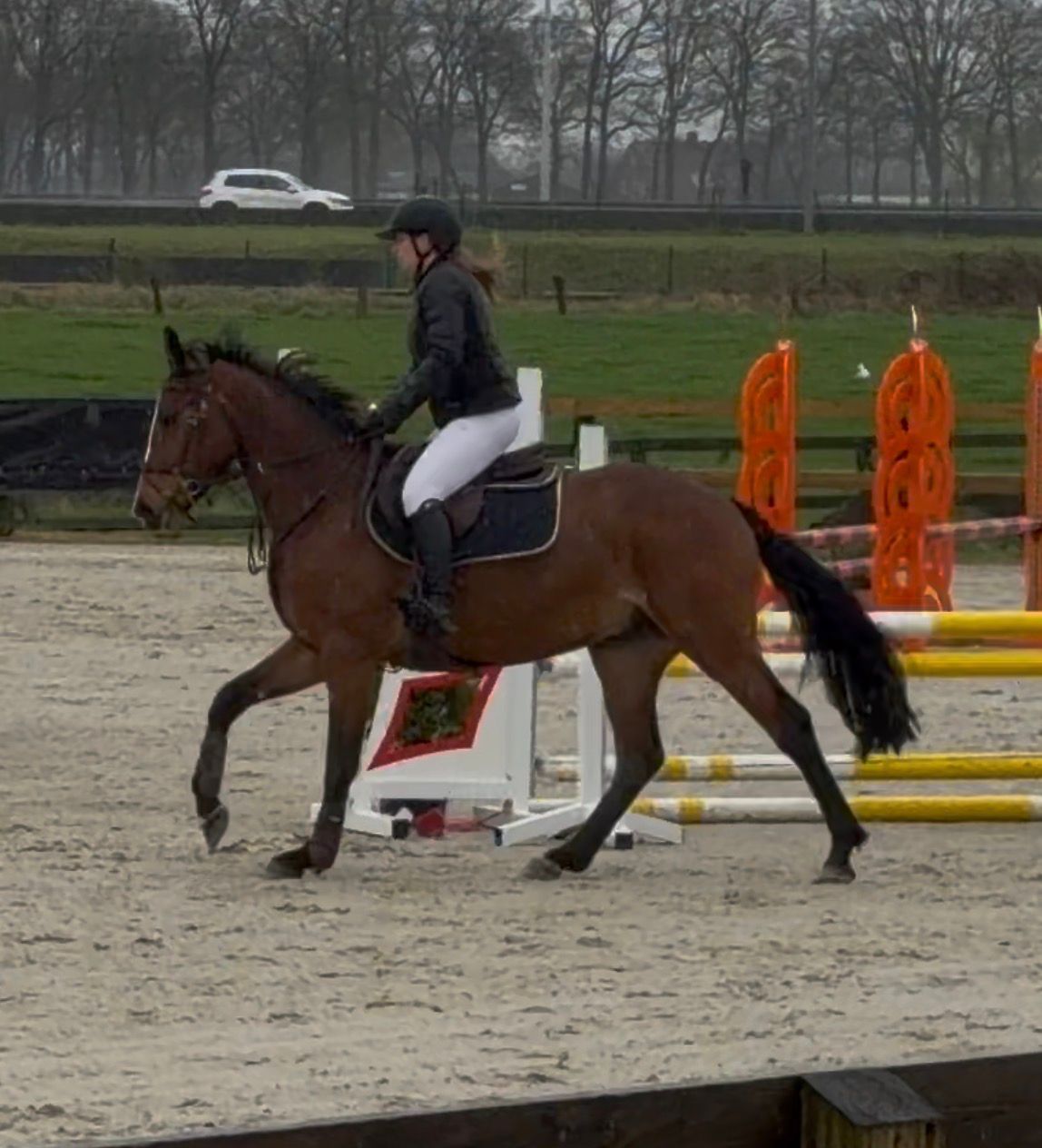 bwp springpaard ruin 4 ani donkerbruin de vânzare - Foto 4