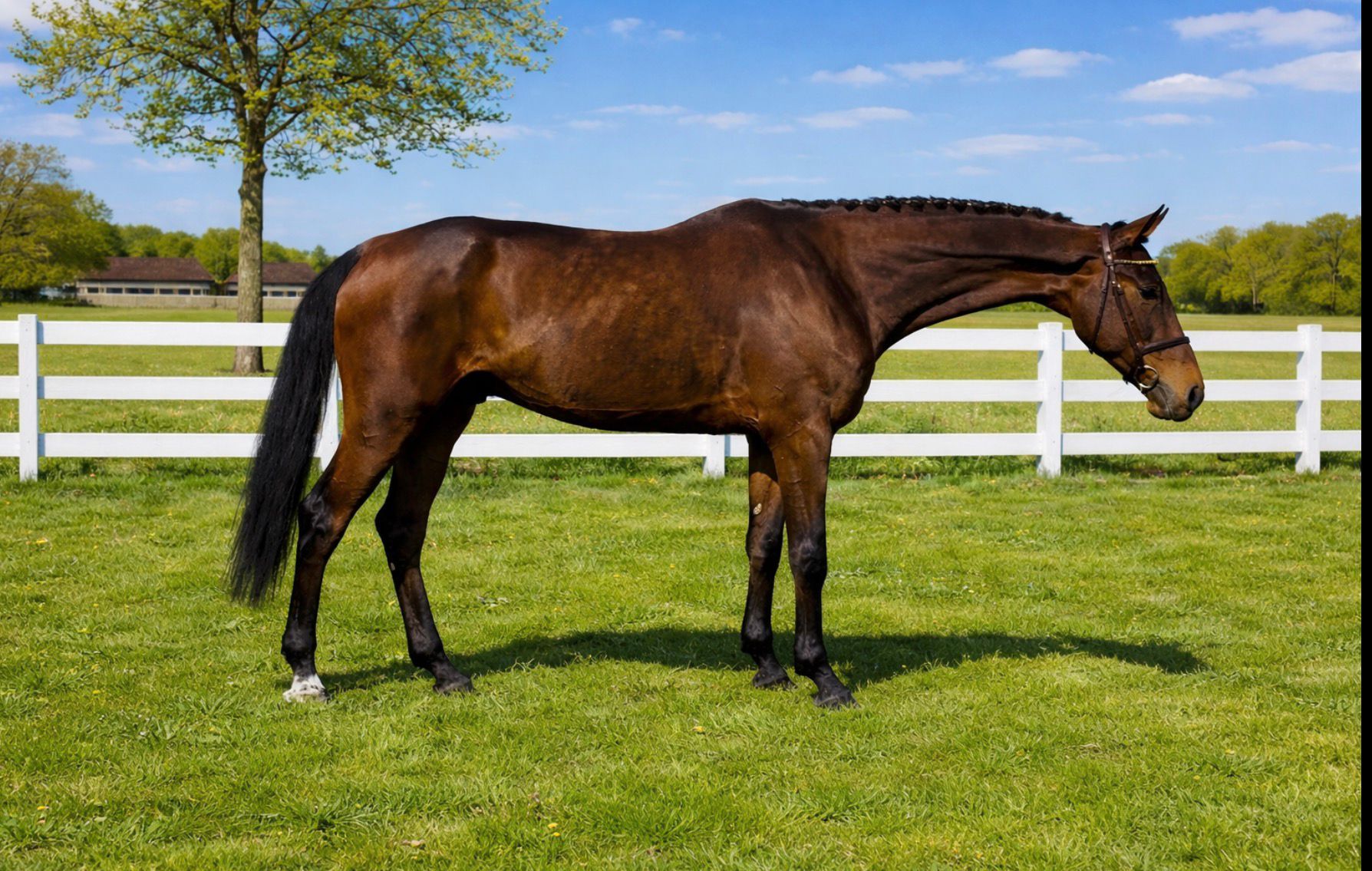 Top eventing/showjumping horse