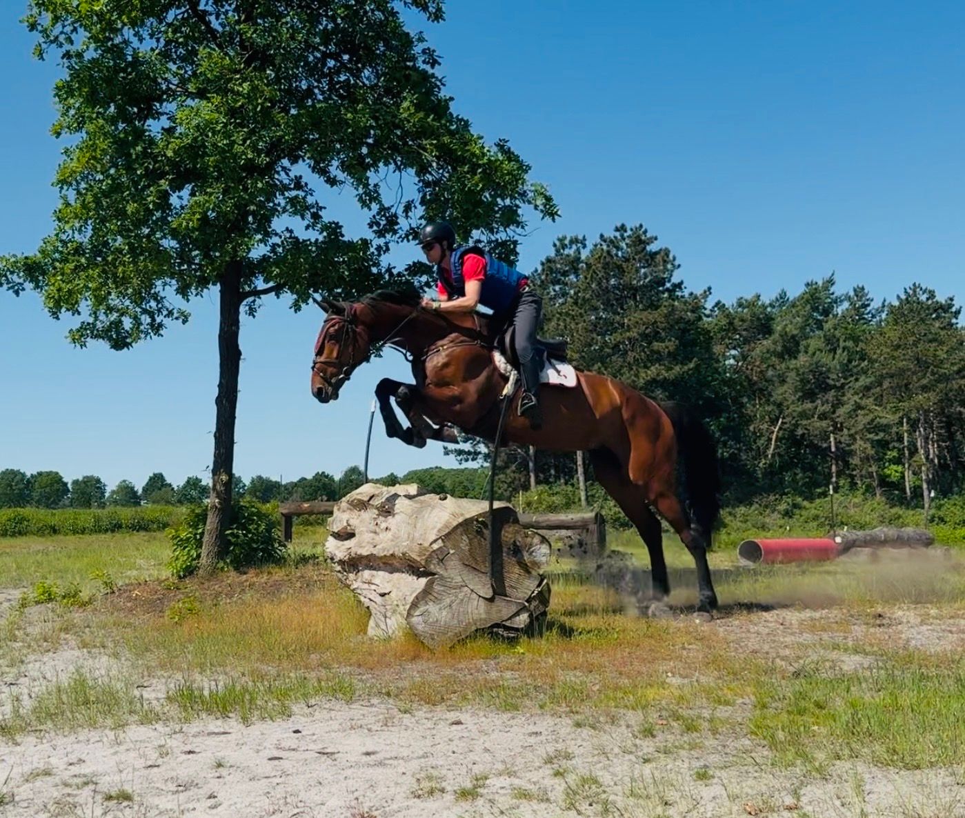 kwpn eventingpaard ruin 5 years old bruin for sale - Photo 2