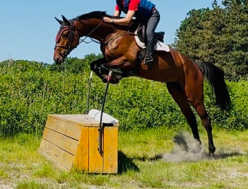 kwpn eventingpaard ruin 5 years old bruin for sale - Photo 3