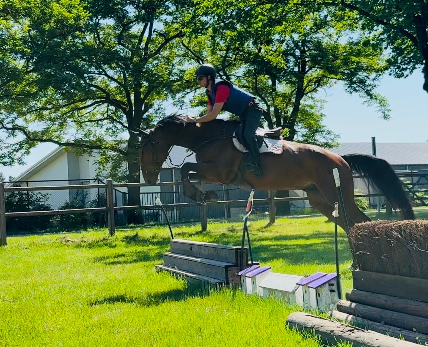 kwpn eventingpaard ruin 5 years old bruin for sale - Photo 4