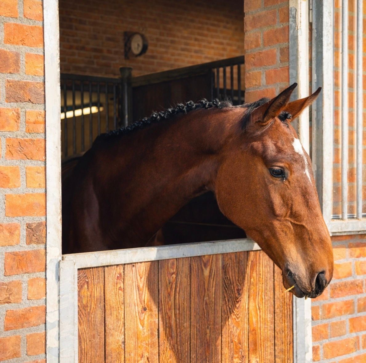 kwpn eventingpaard ruin 5 years old bruin for sale - Photo 5