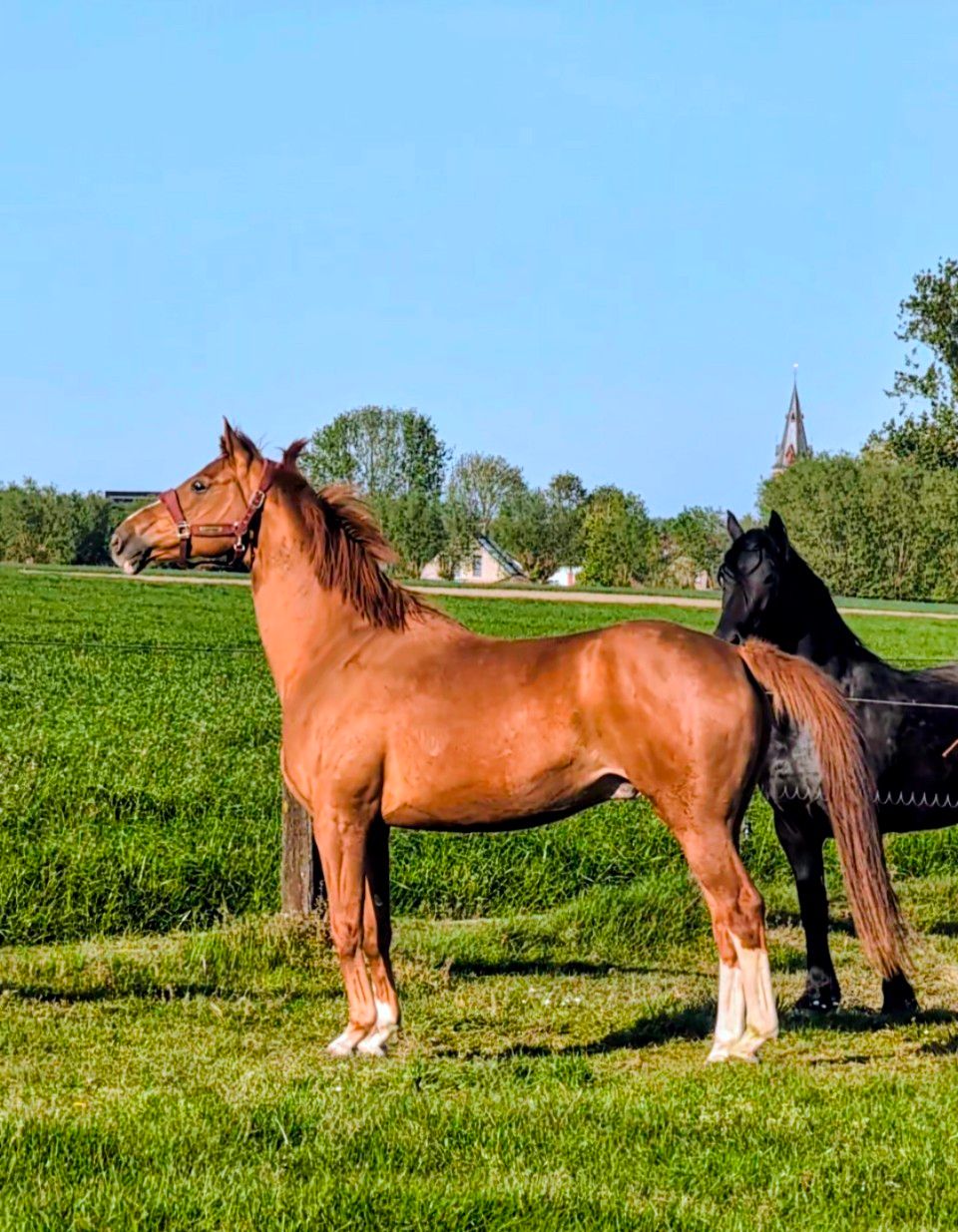 sbs recreatie-paard ruin 14 years old vos for sale - Photo 3