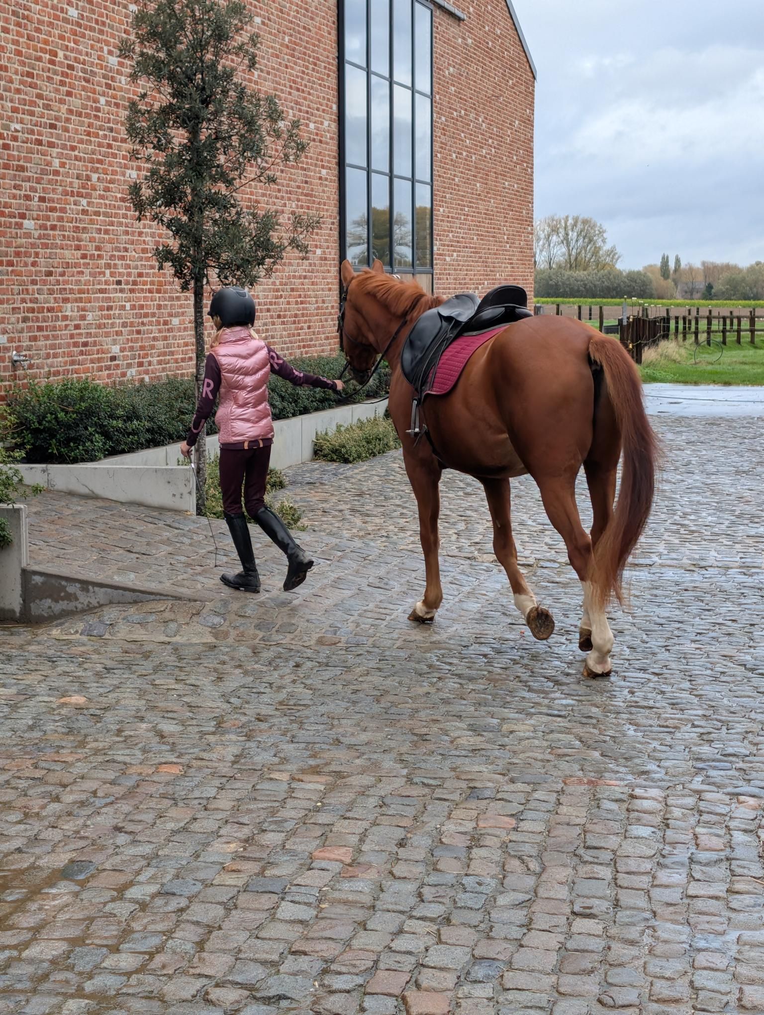 sbs recreatie-paard ruin 14 years old vos for sale - Photo 2