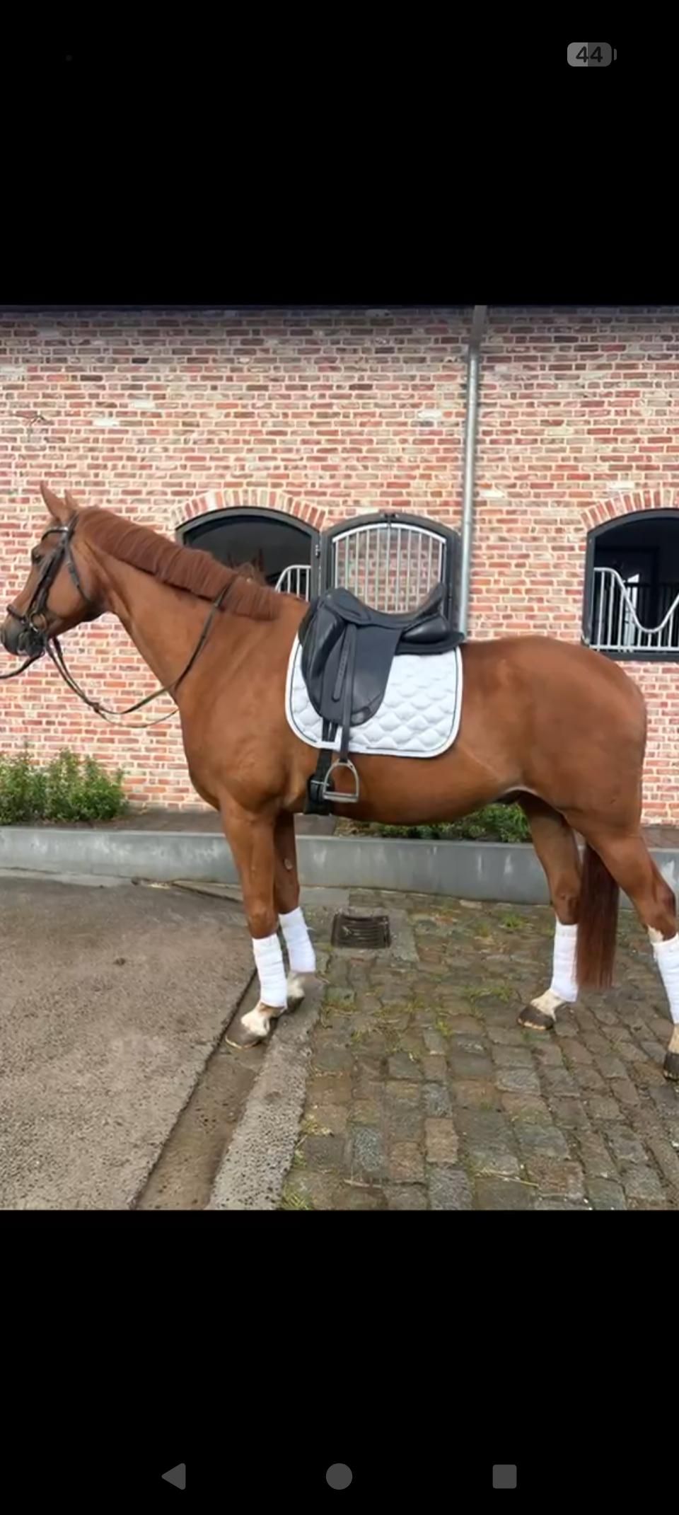 sbs recreatie-paard ruin 14 years old vos for sale - Photo 4