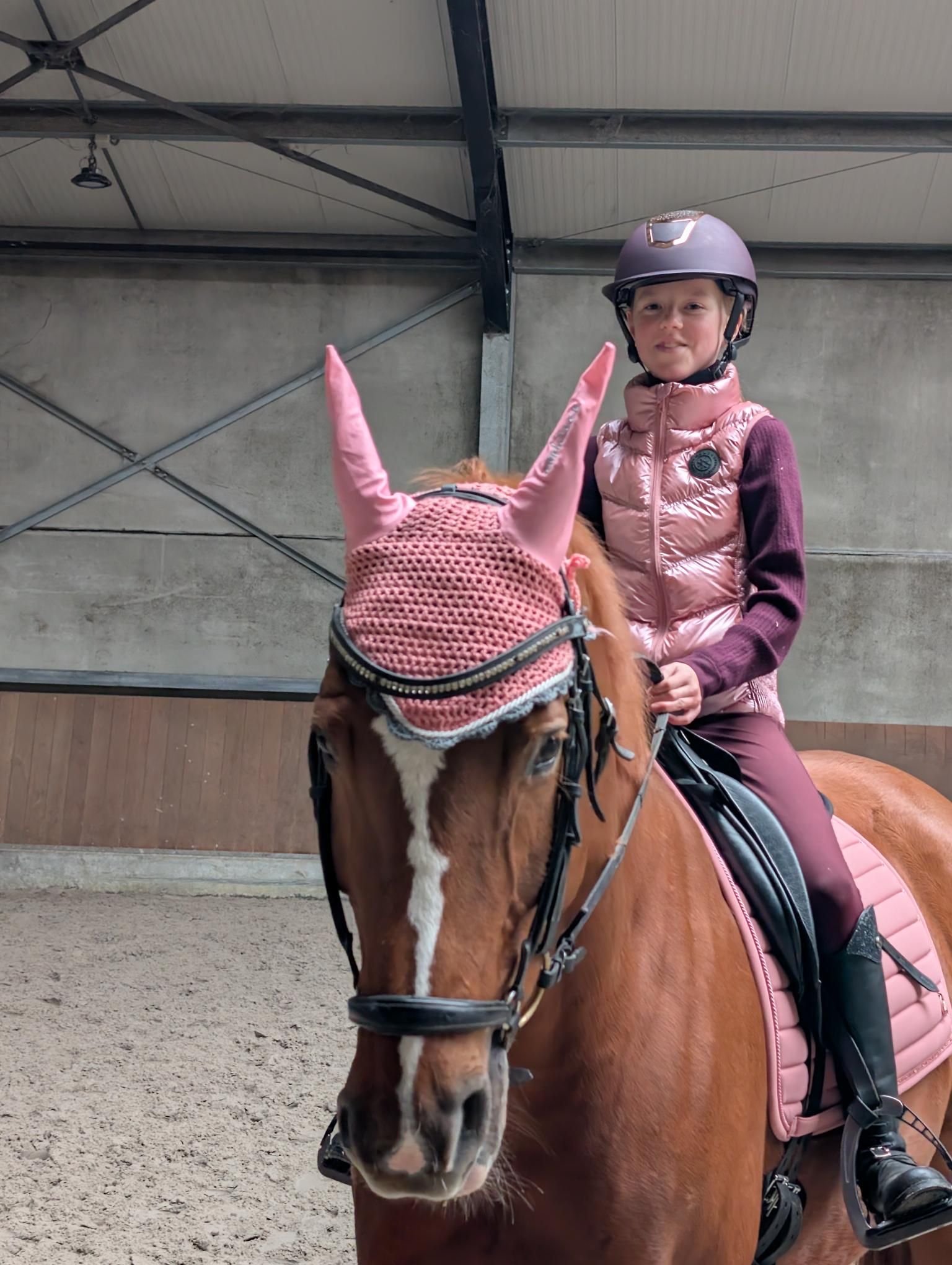 Versatile dressage gelding 14 years old