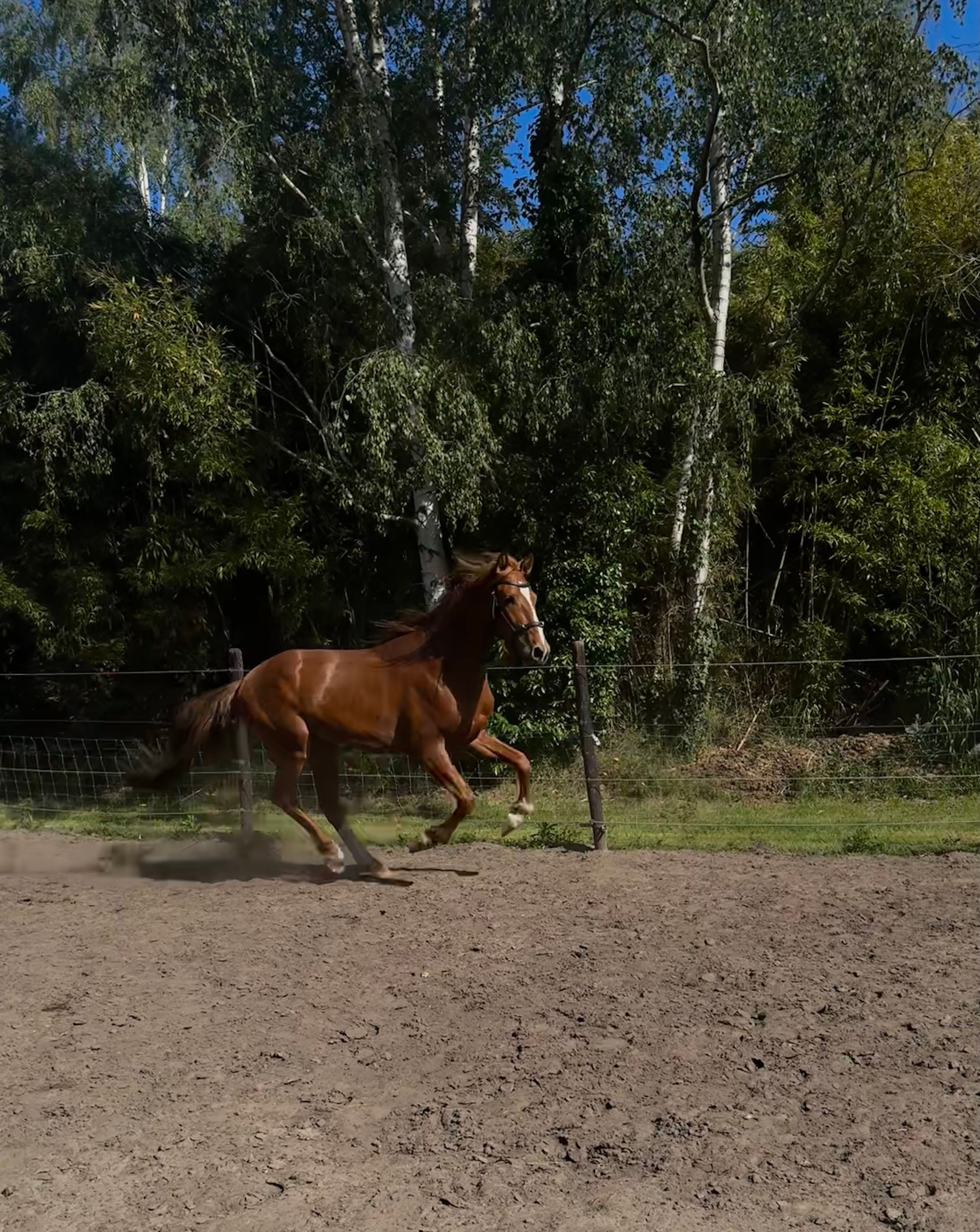andalusier dressuurpaard hengst 4 years old kastanje for sale - Photo 3