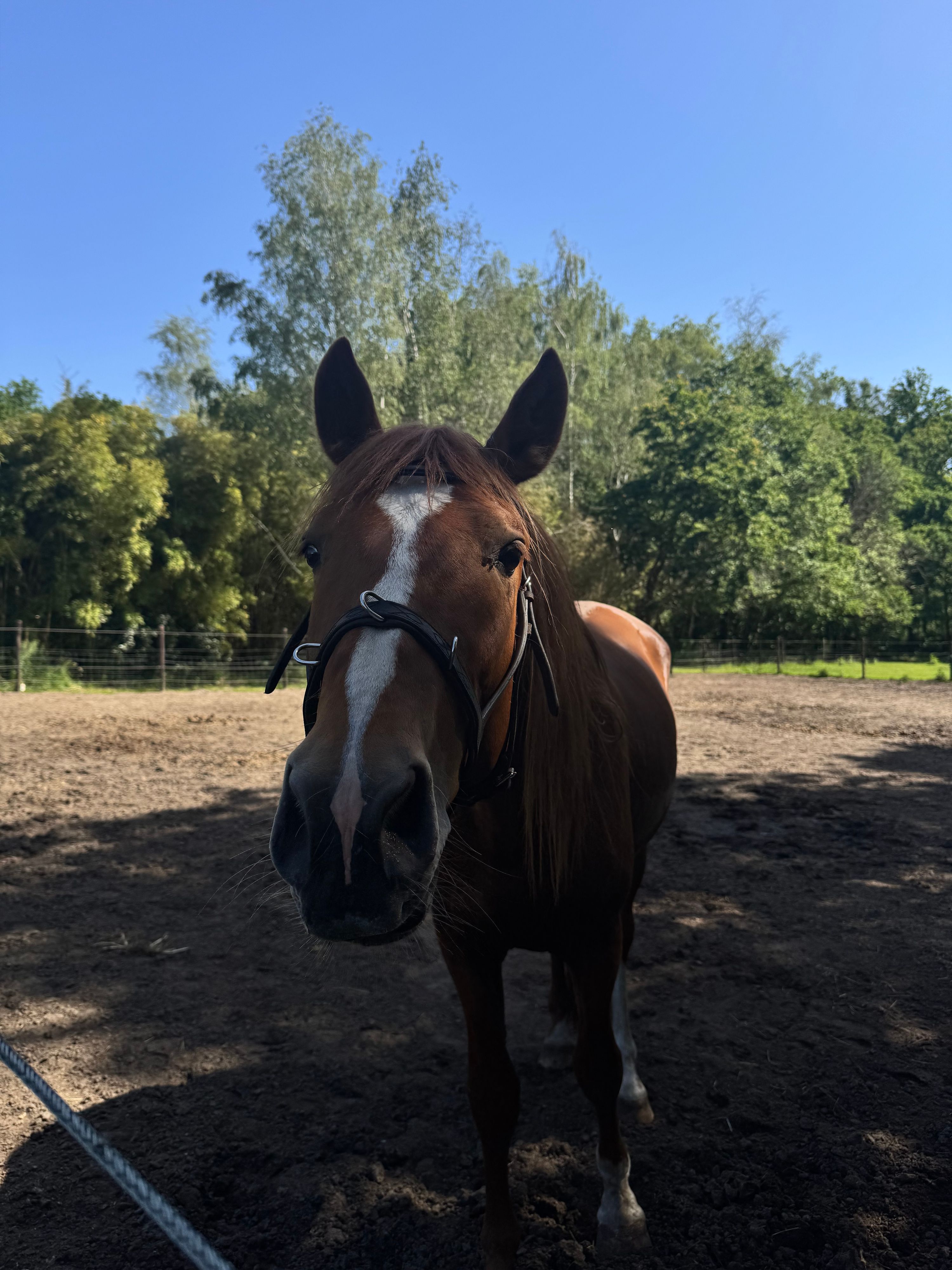 andalusier dressuurpaard hengst 4 years old kastanje for sale - Photo 2