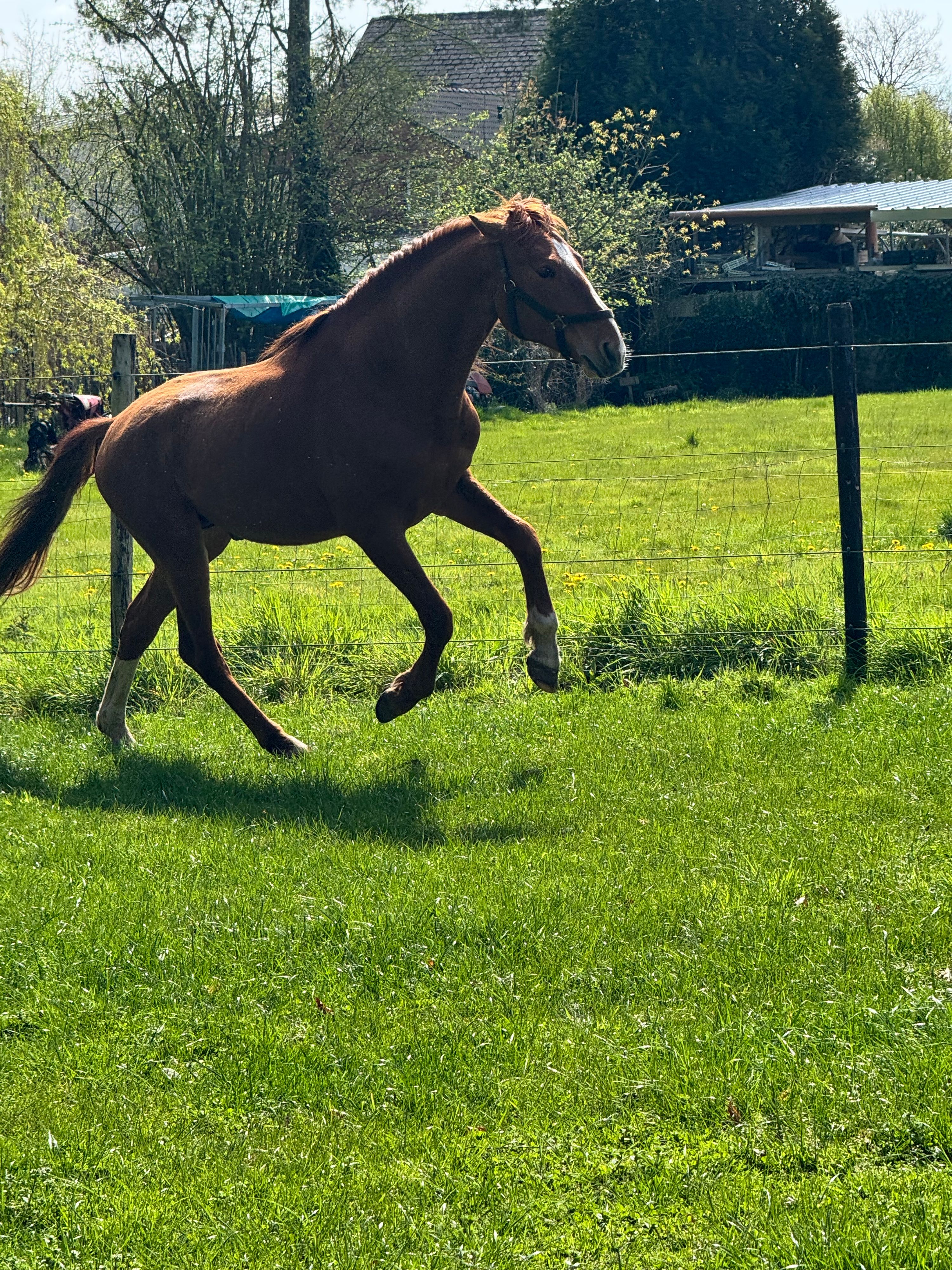 andalusier dressuurpaard hengst 4 years old kastanje for sale - Photo 4