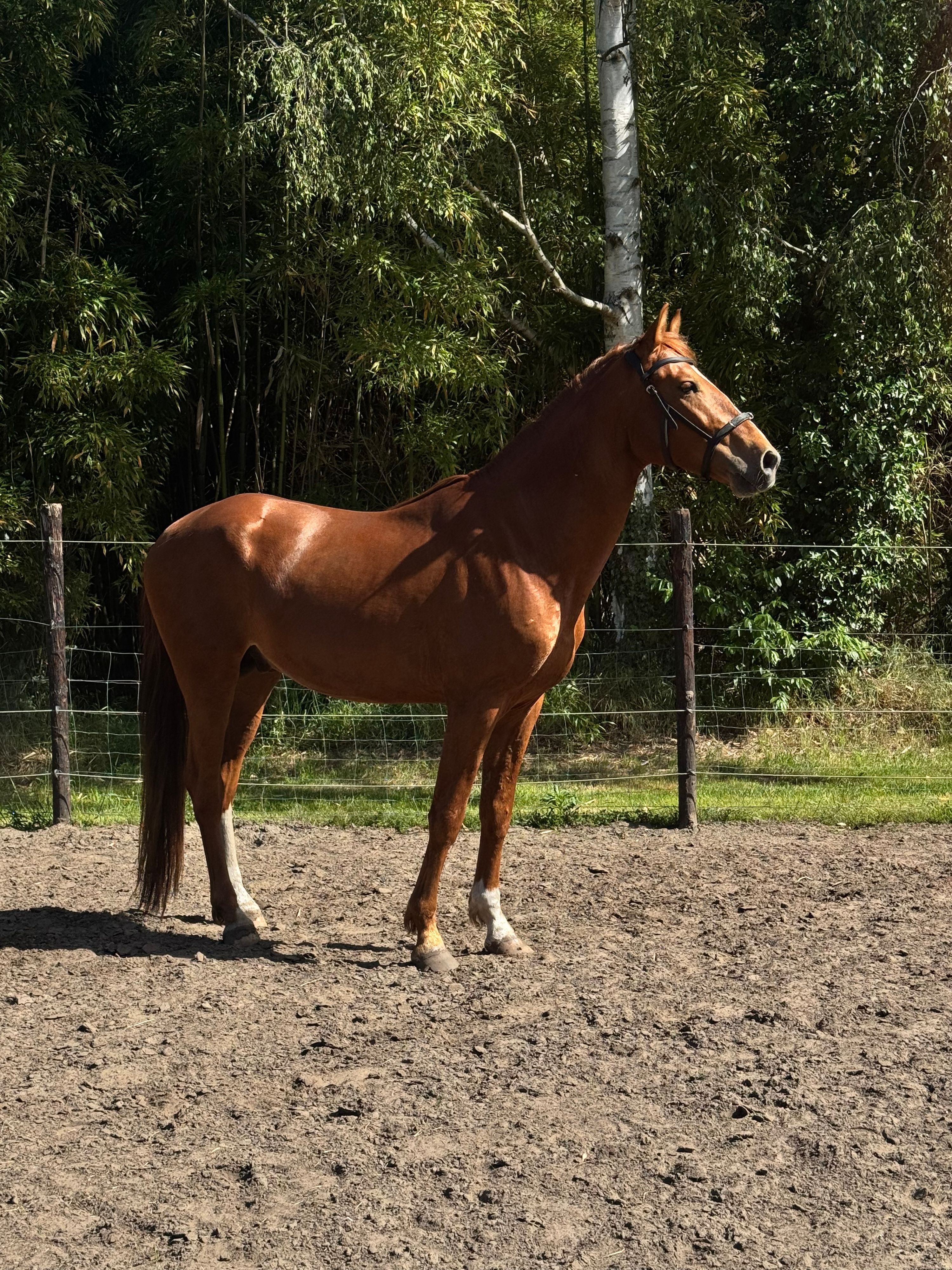 Unique 4-year-old tall PRE stallion with pedigree