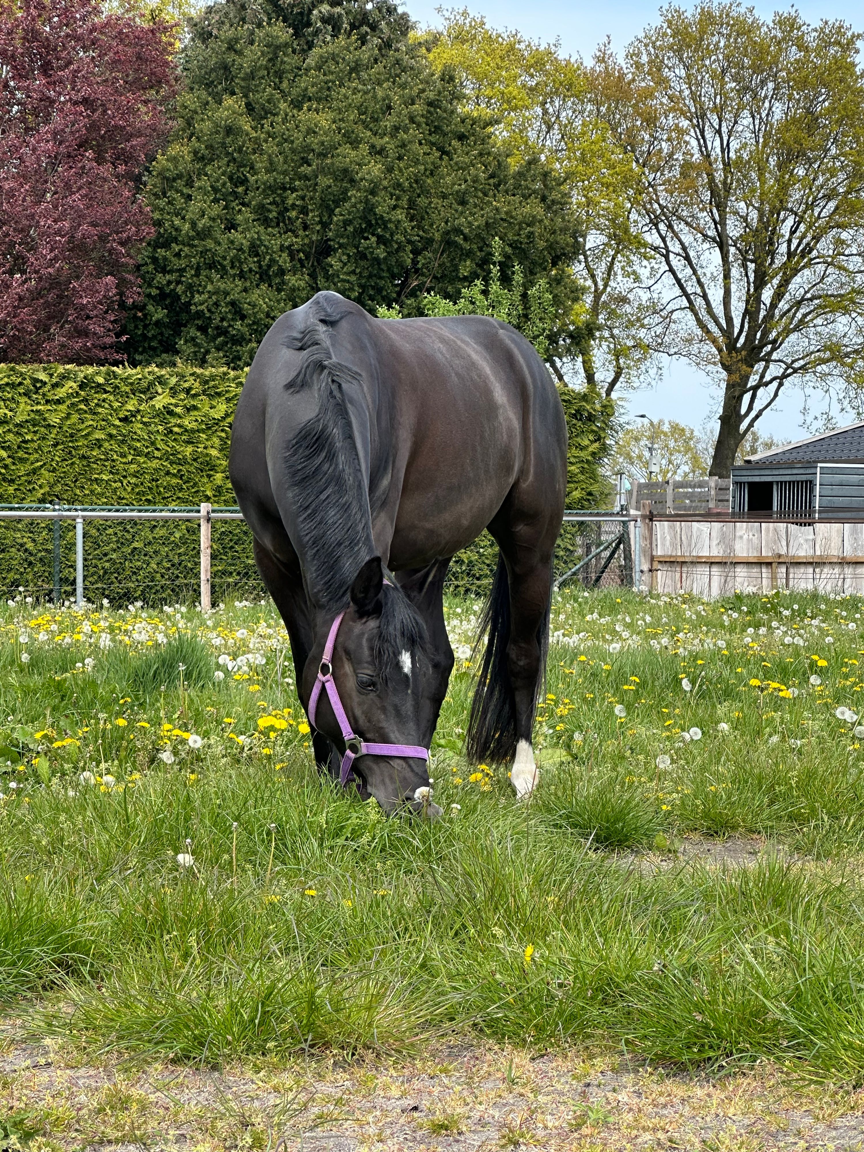 duitse-rijpony allround-pony ruin 4 ani zwart de vânzare - Foto 4