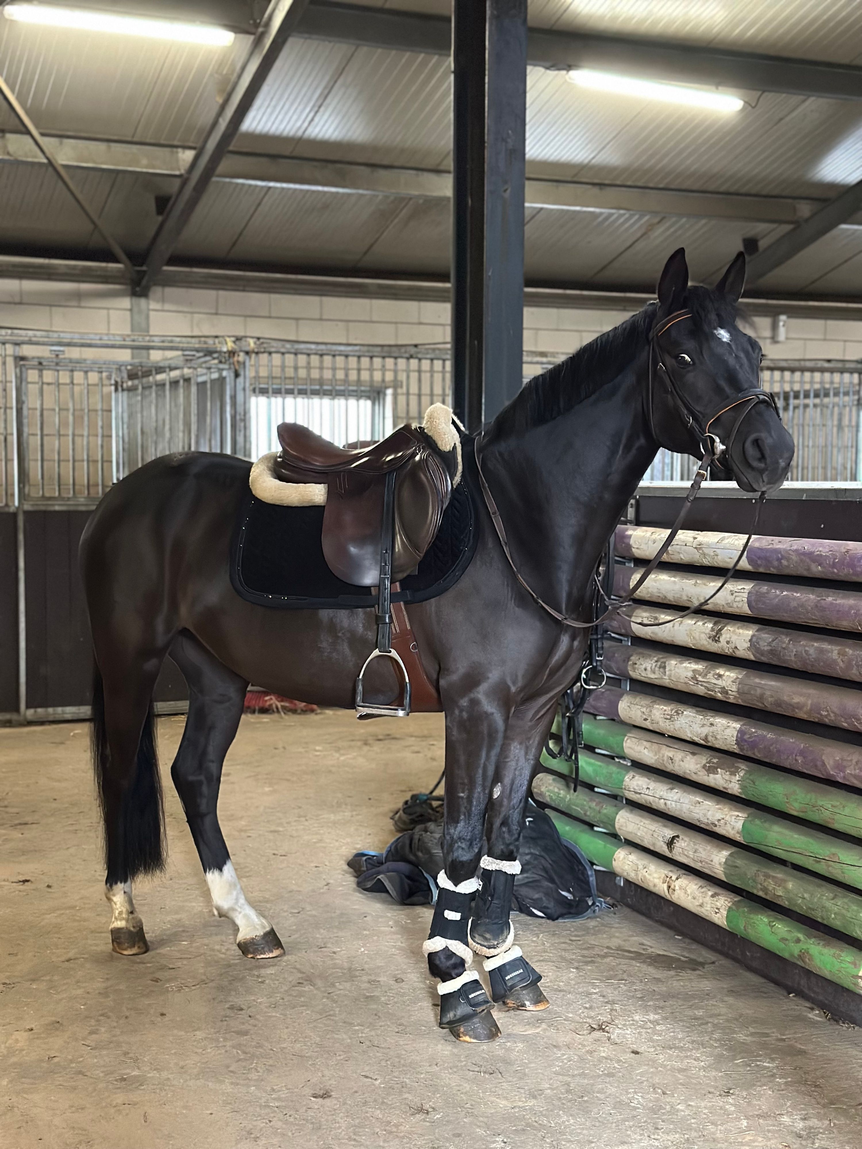 duitse-rijpony allround-pony ruin 4 ani zwart de vânzare - Foto 5
