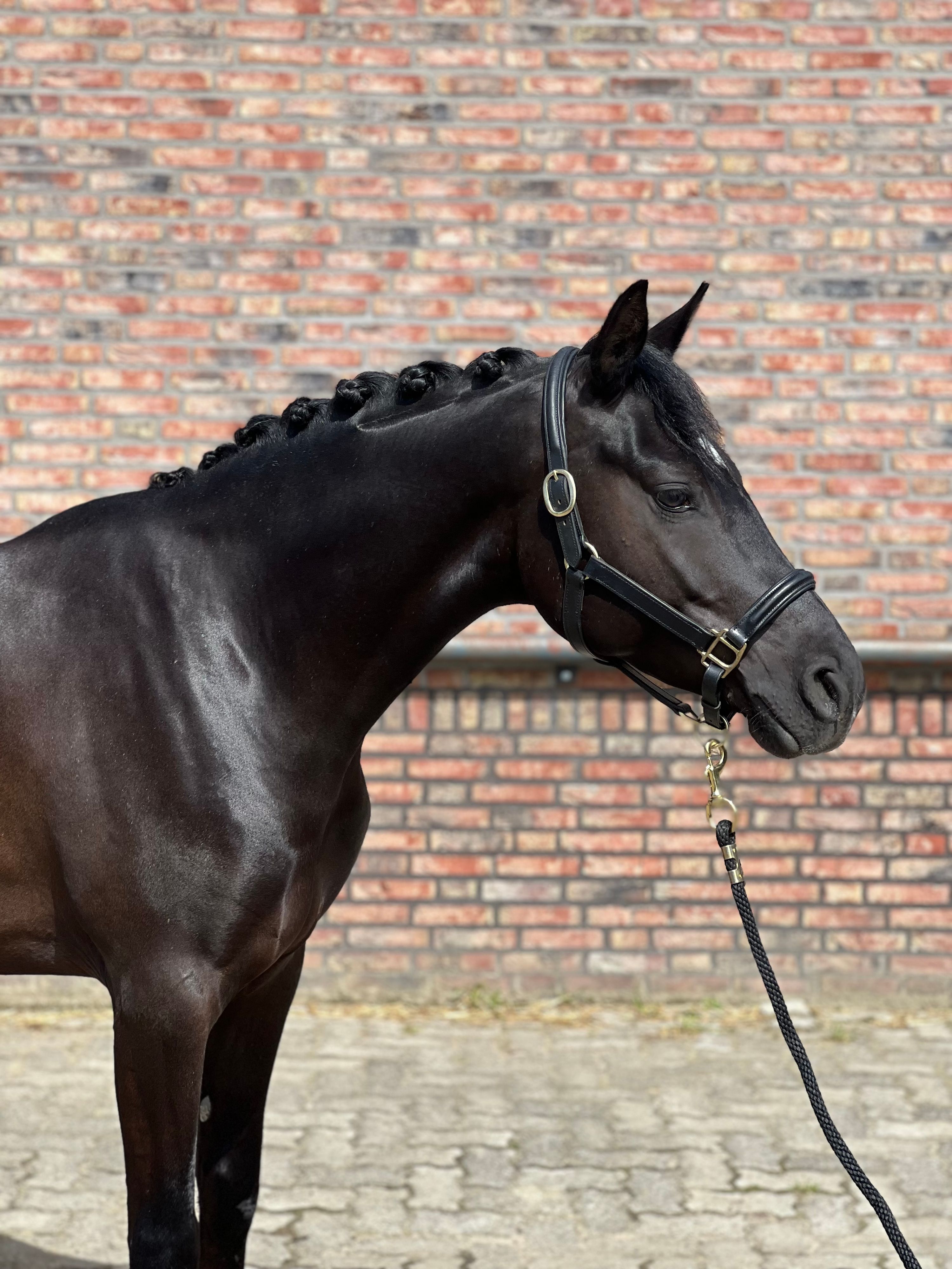 duitse-rijpony allround-pony ruin 4 ani zwart de vânzare - Foto 2