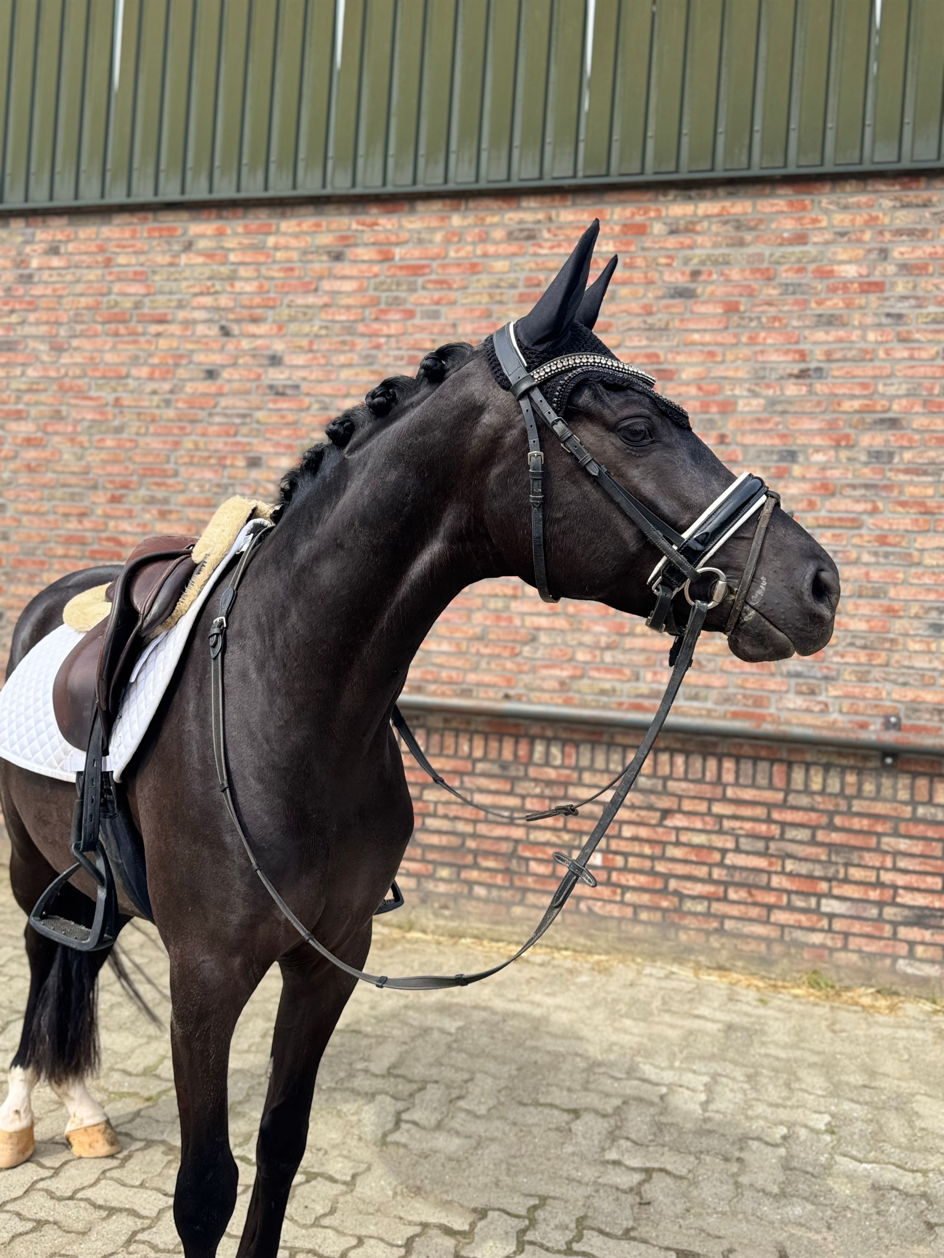 duitse-rijpony allround-pony ruin 4 ani zwart de vânzare - Foto 3