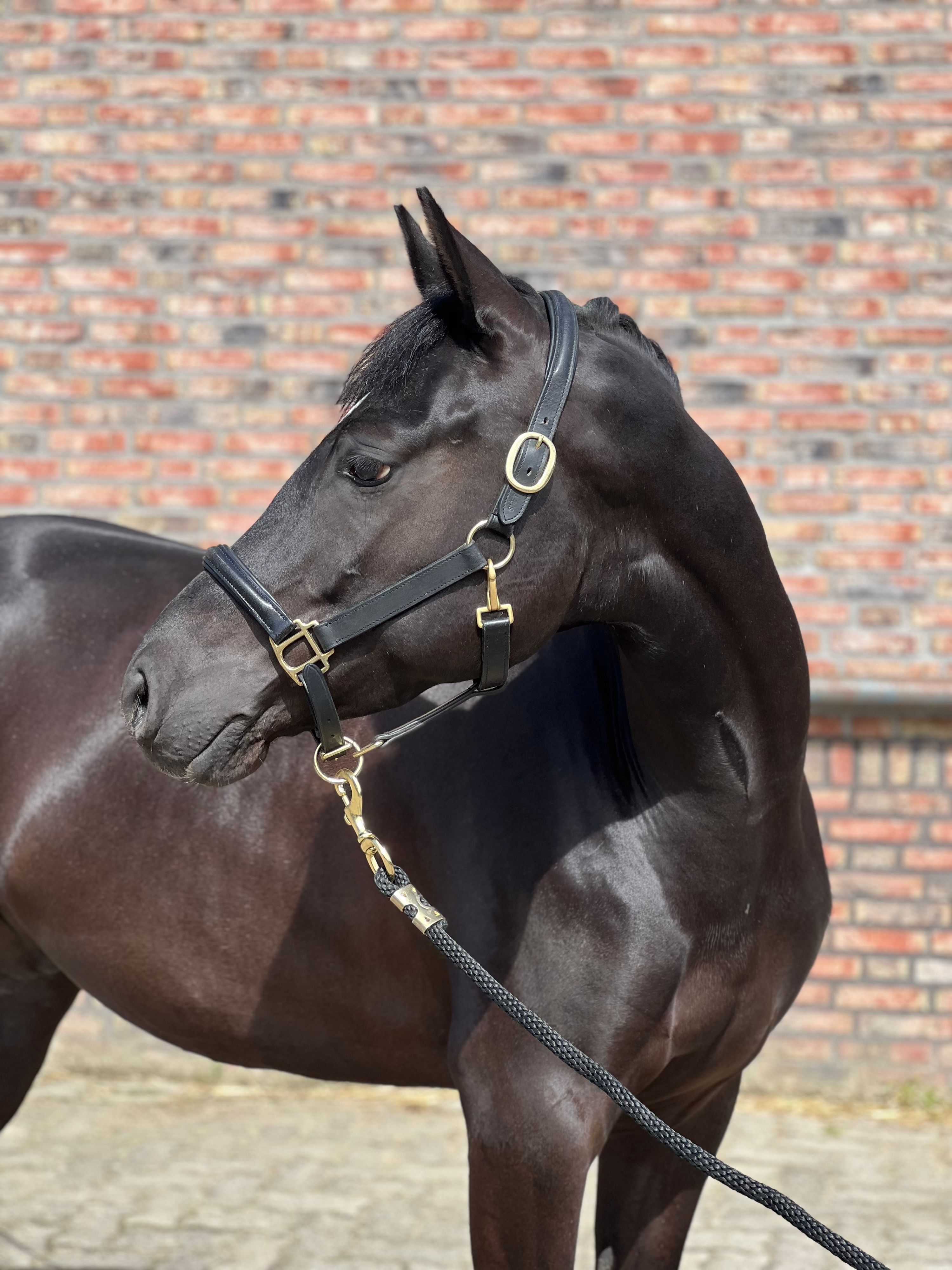 duitse-rijpony allround-pony ruin 4 ani zwart de vânzare - Foto 6