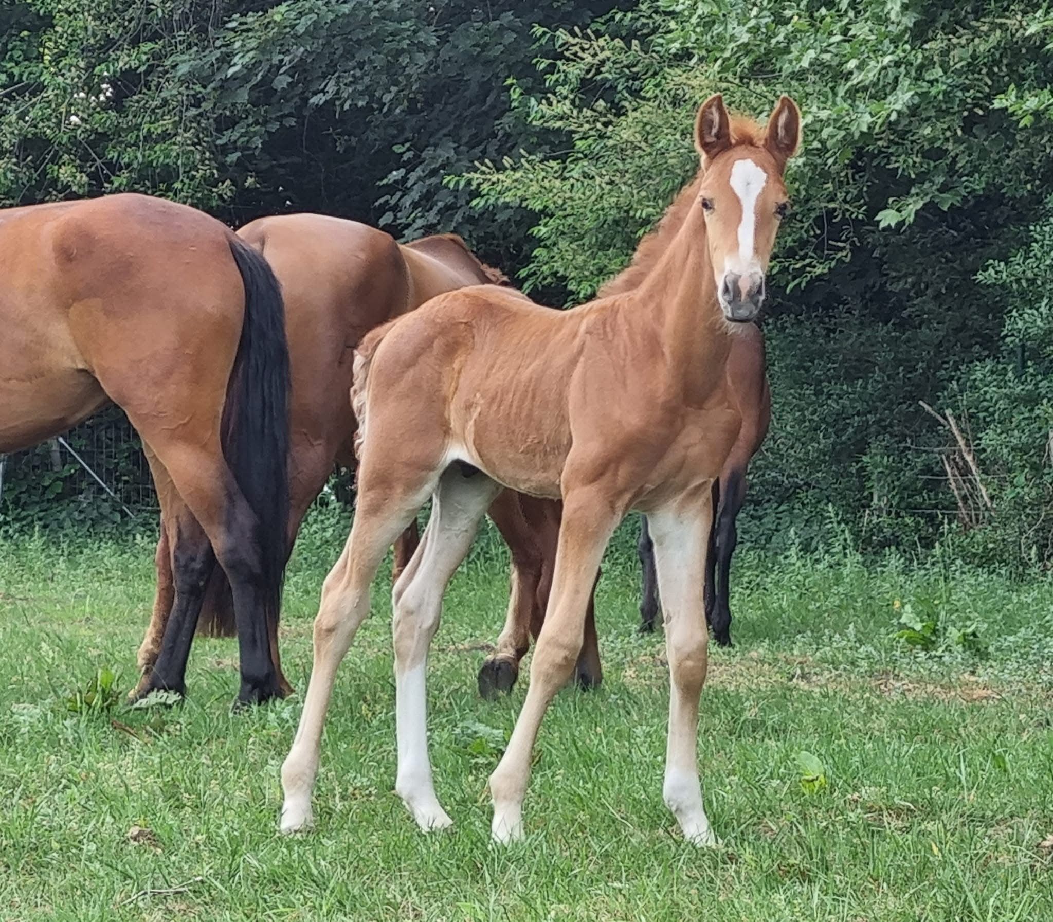 andalusier dressuurpaard hengst 4 years old kastanje for sale - Photo 5