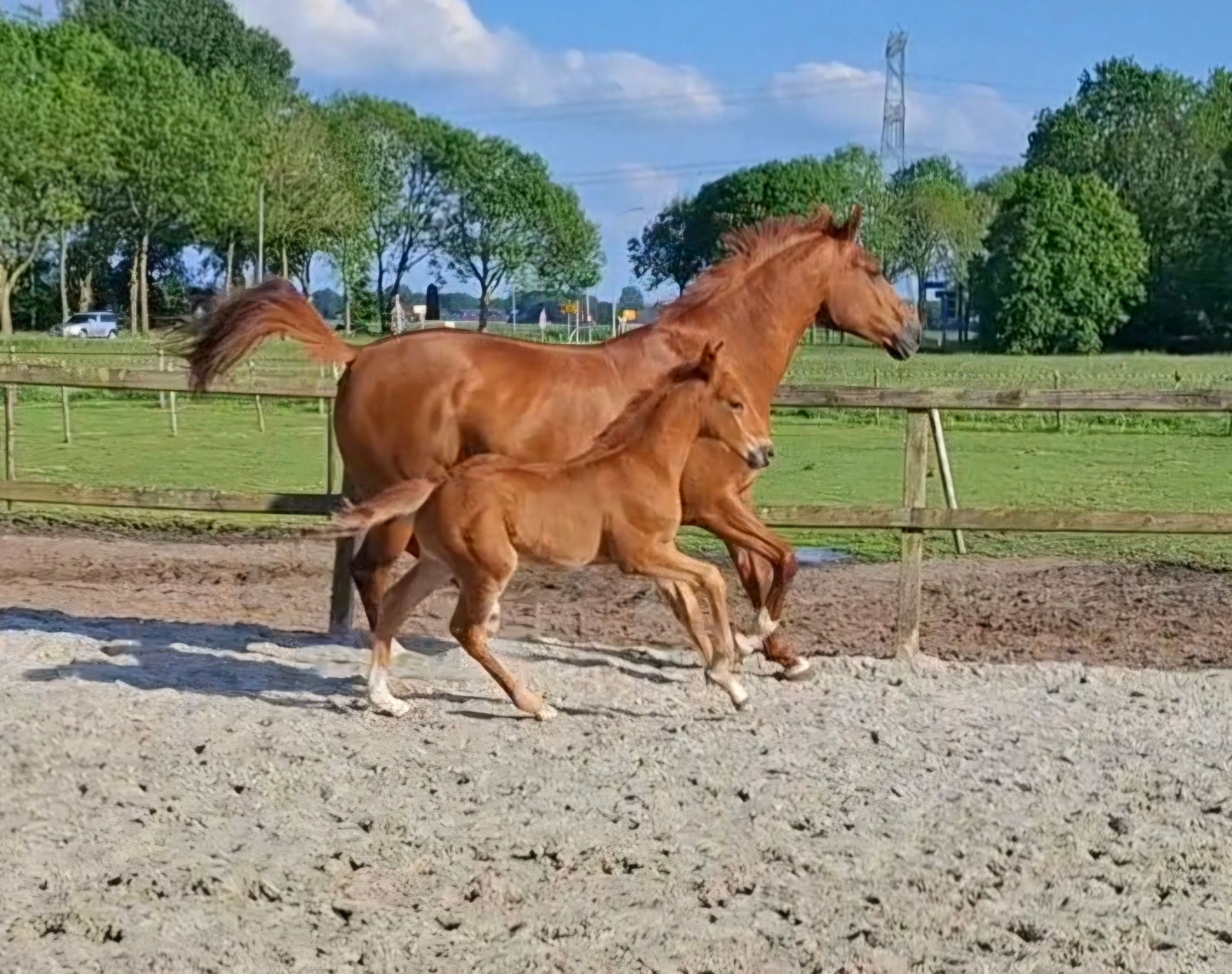 kwpn dressuurpaard hengst 0 anos vos à venda - Foto 3