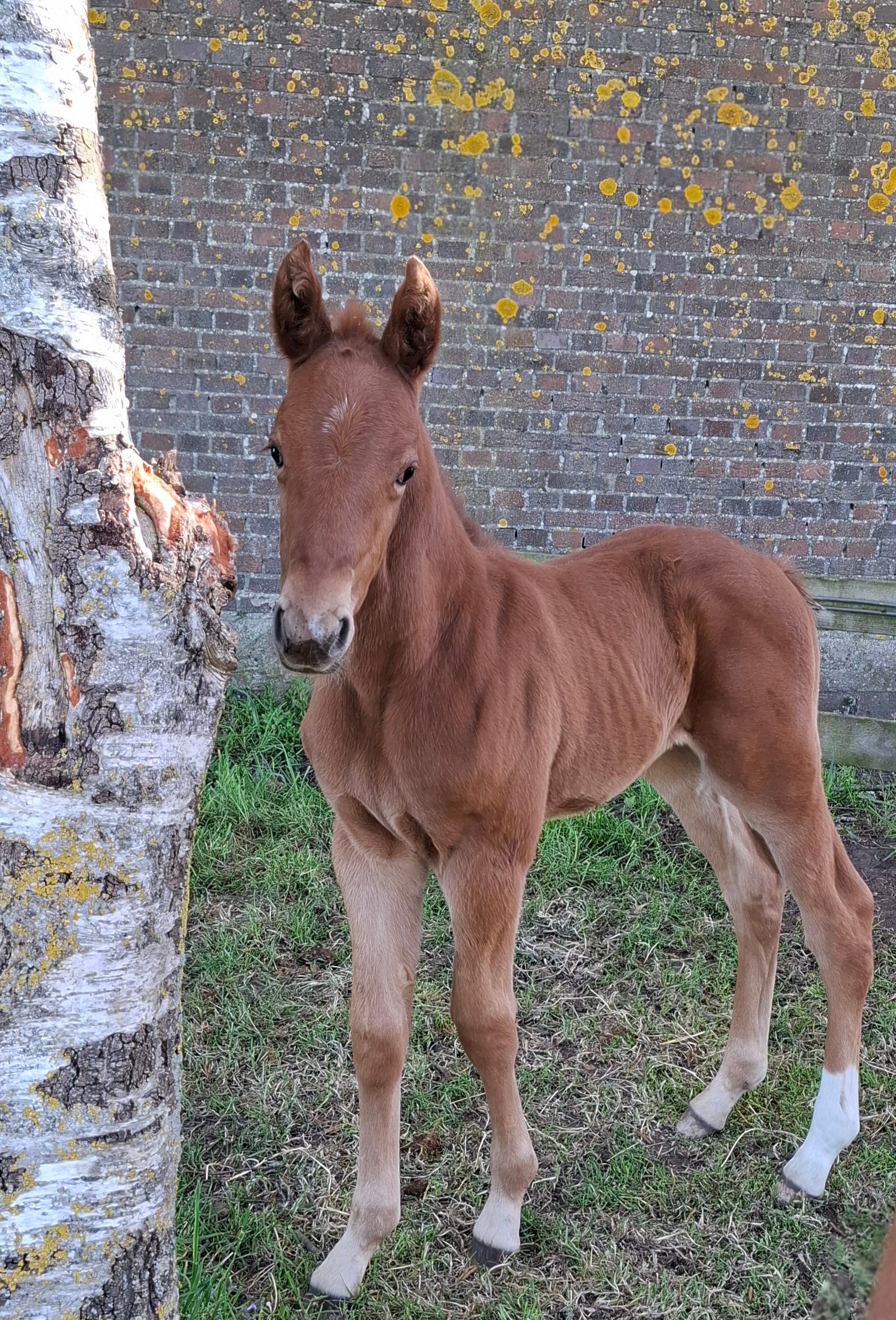 kwpn dressuurpaard hengst 0 anos vos à venda - Foto 4