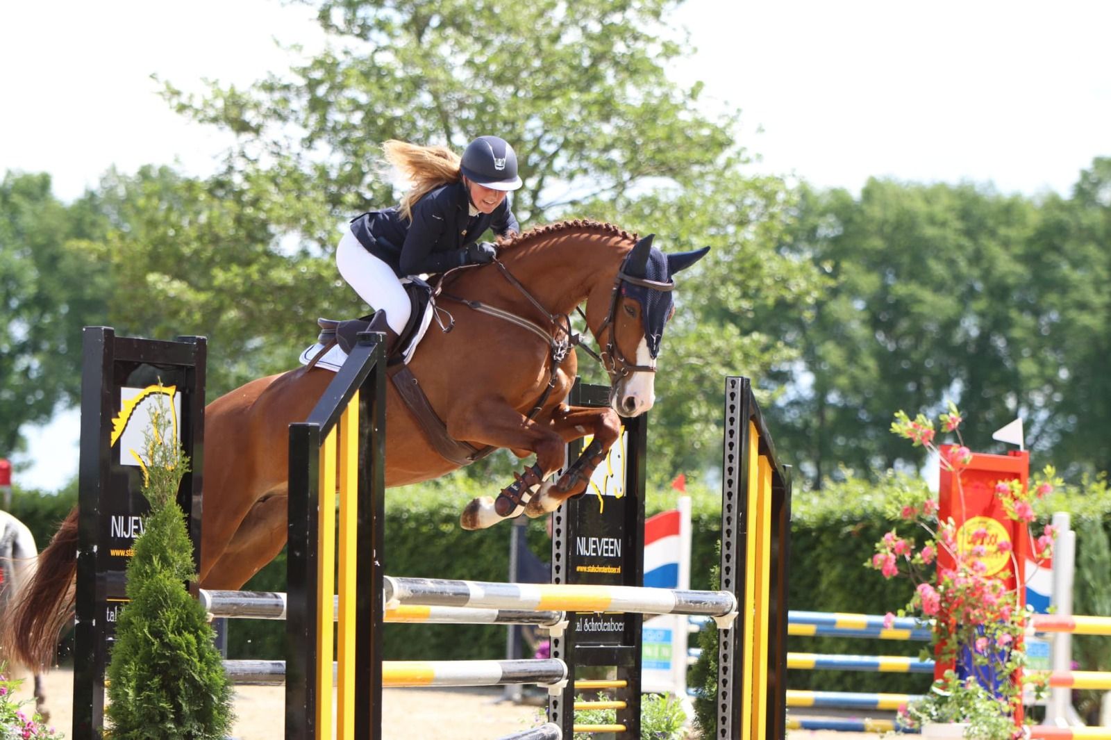 zangersheide springpony merrie 12 ani vos de vânzare - Foto 2