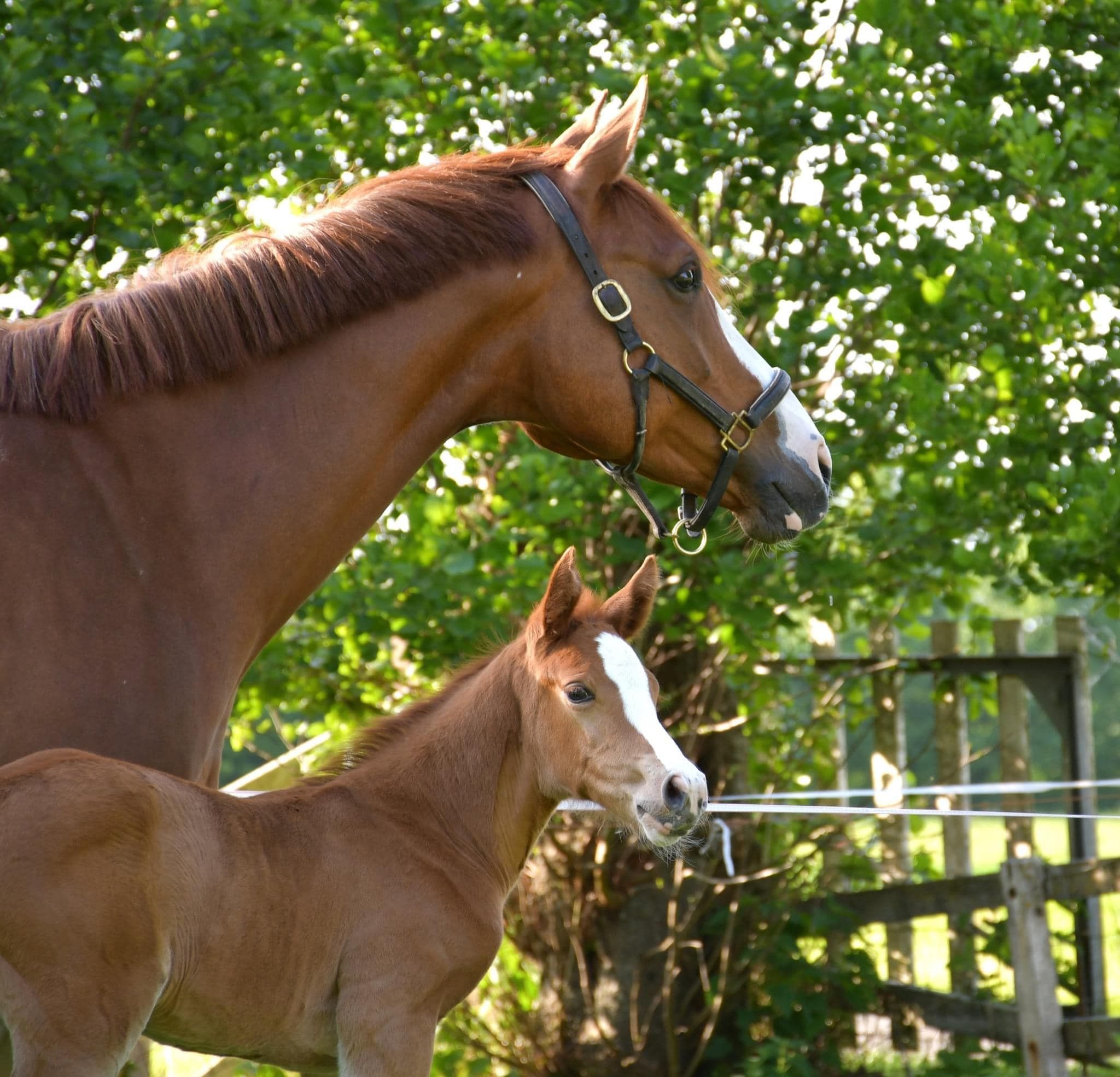 zangersheide springpony merrie 12 ani vos de vânzare - Foto 3