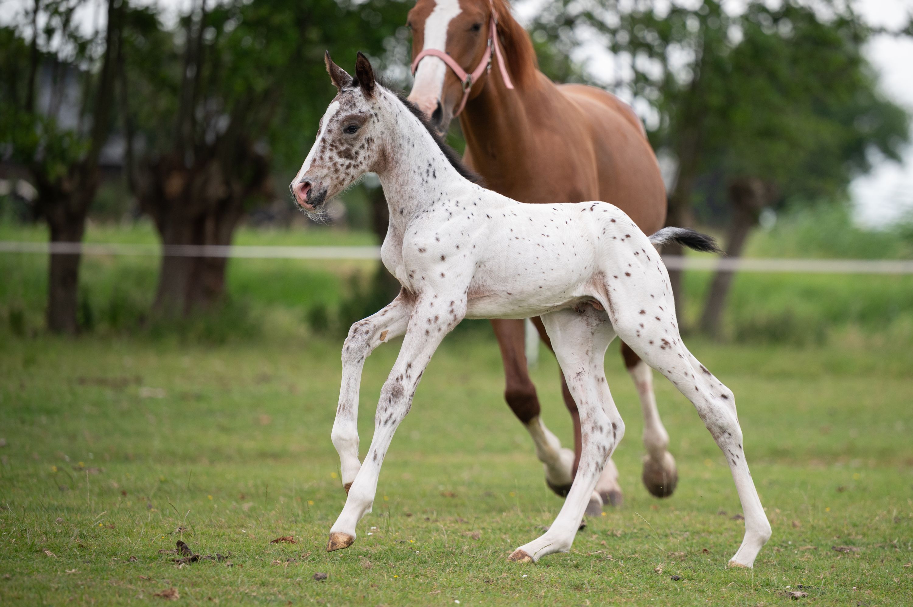 zangersheide springpony merrie 12 ani vos de vânzare - Foto 4