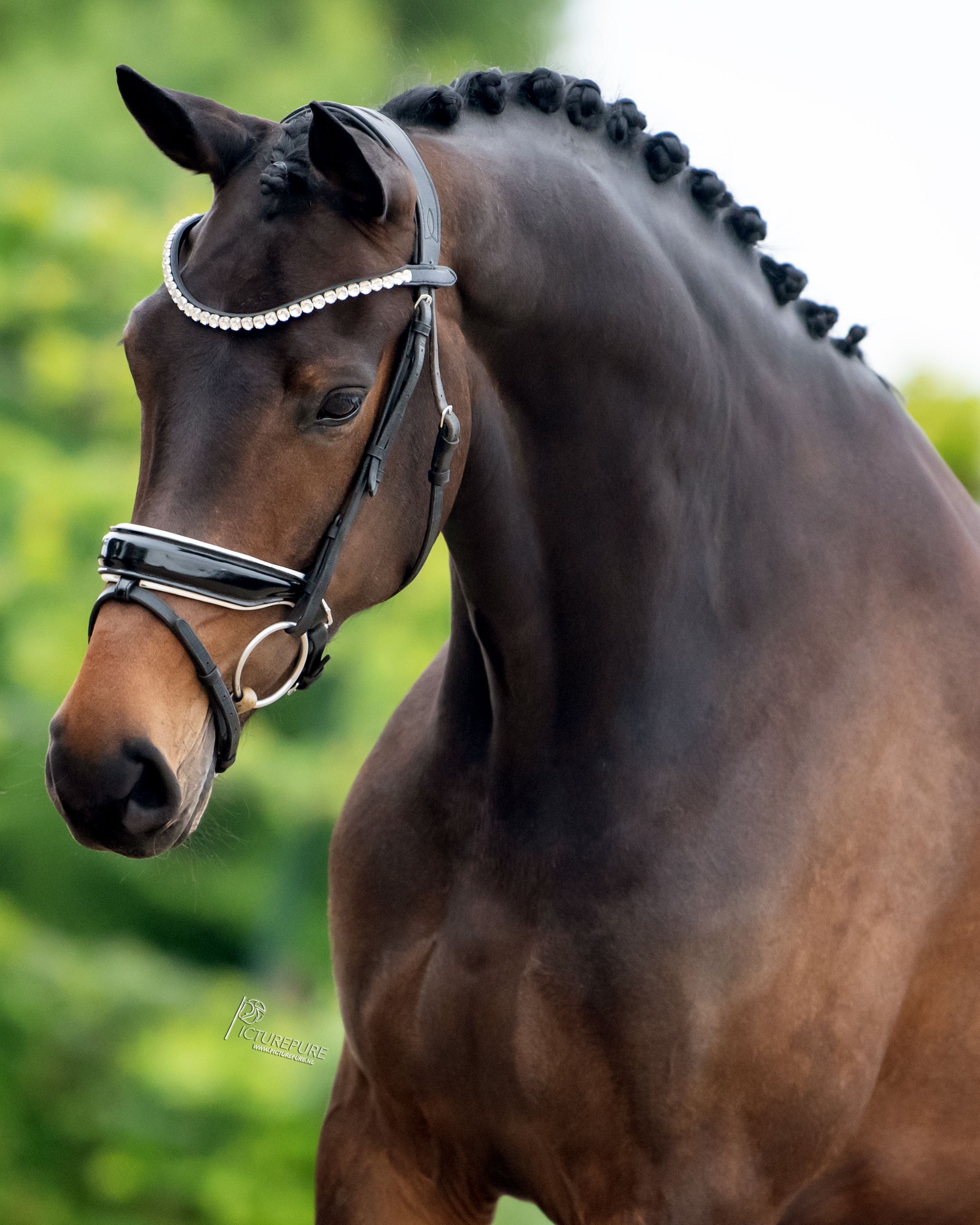 Stunning 5-year-old mare M1 + WP