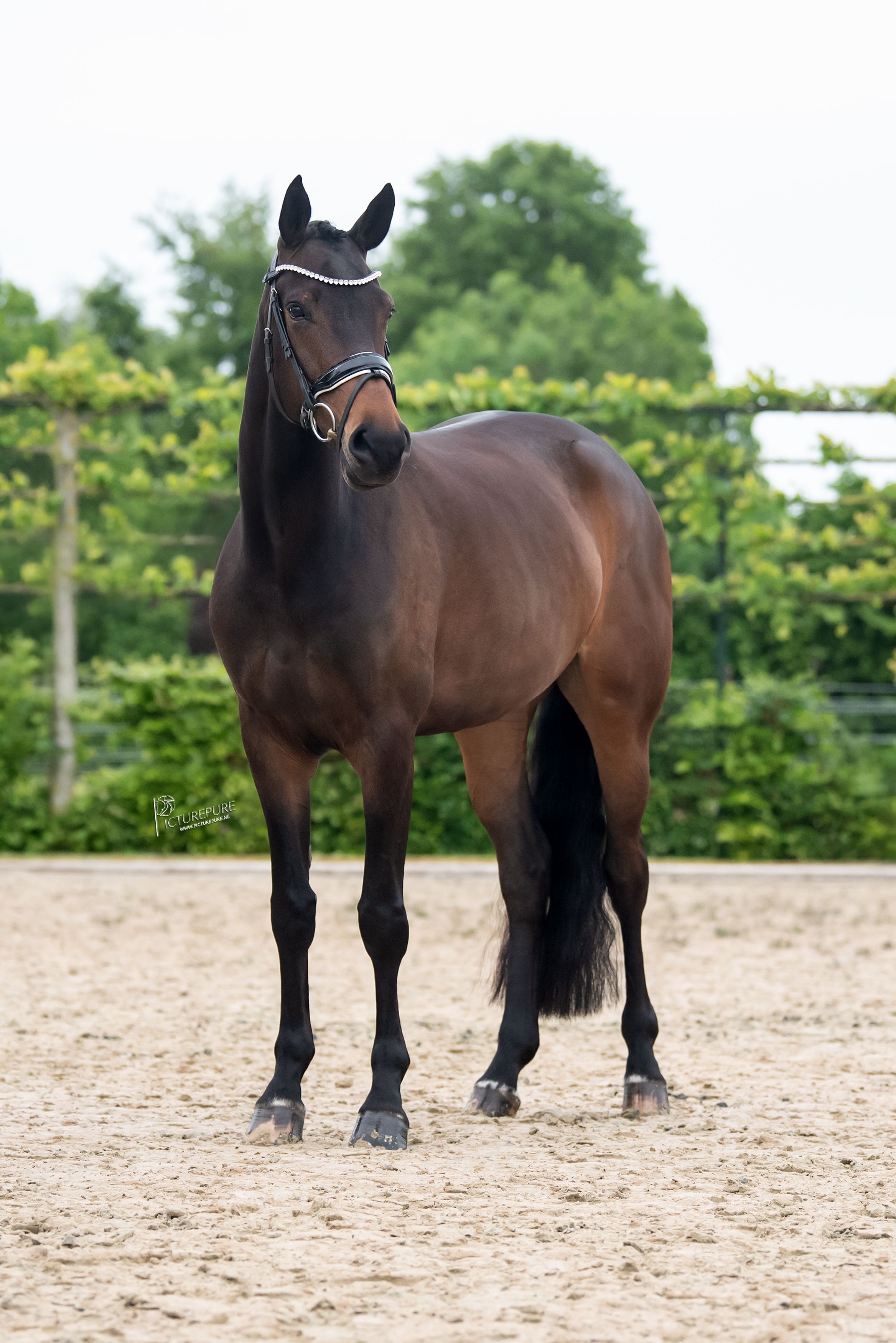 oldenburg dressuurpaard merrie 5 years old donkerbruin for sale - Photo 2