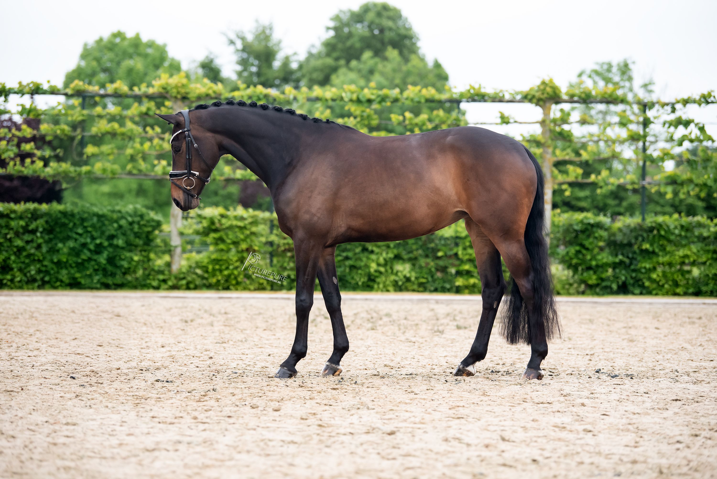 oldenburg dressuurpaard merrie 5 years old donkerbruin for sale - Photo 3