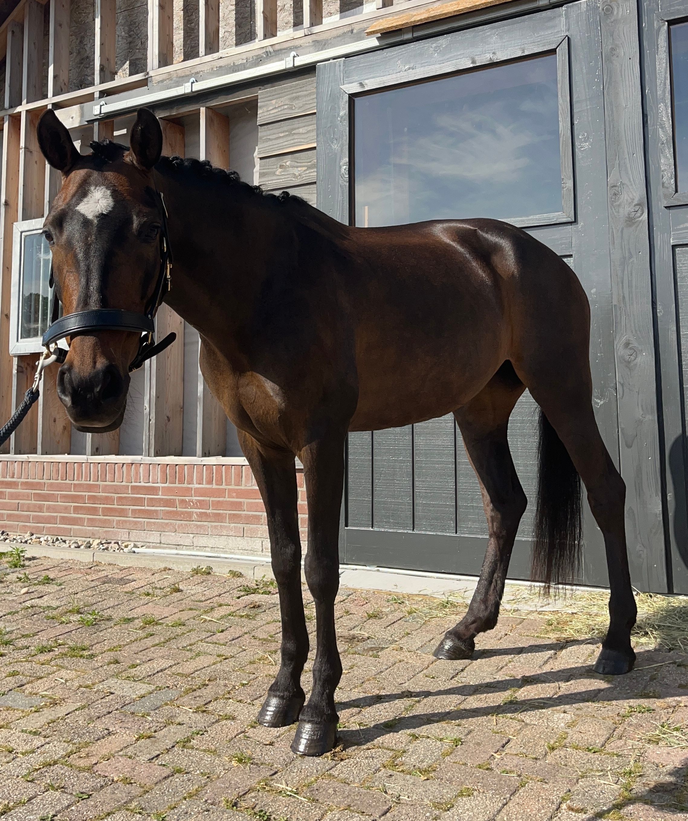 nrps allround-pony merrie 10 lat donkerbruin na sprzedaż - Zdjęcie 4