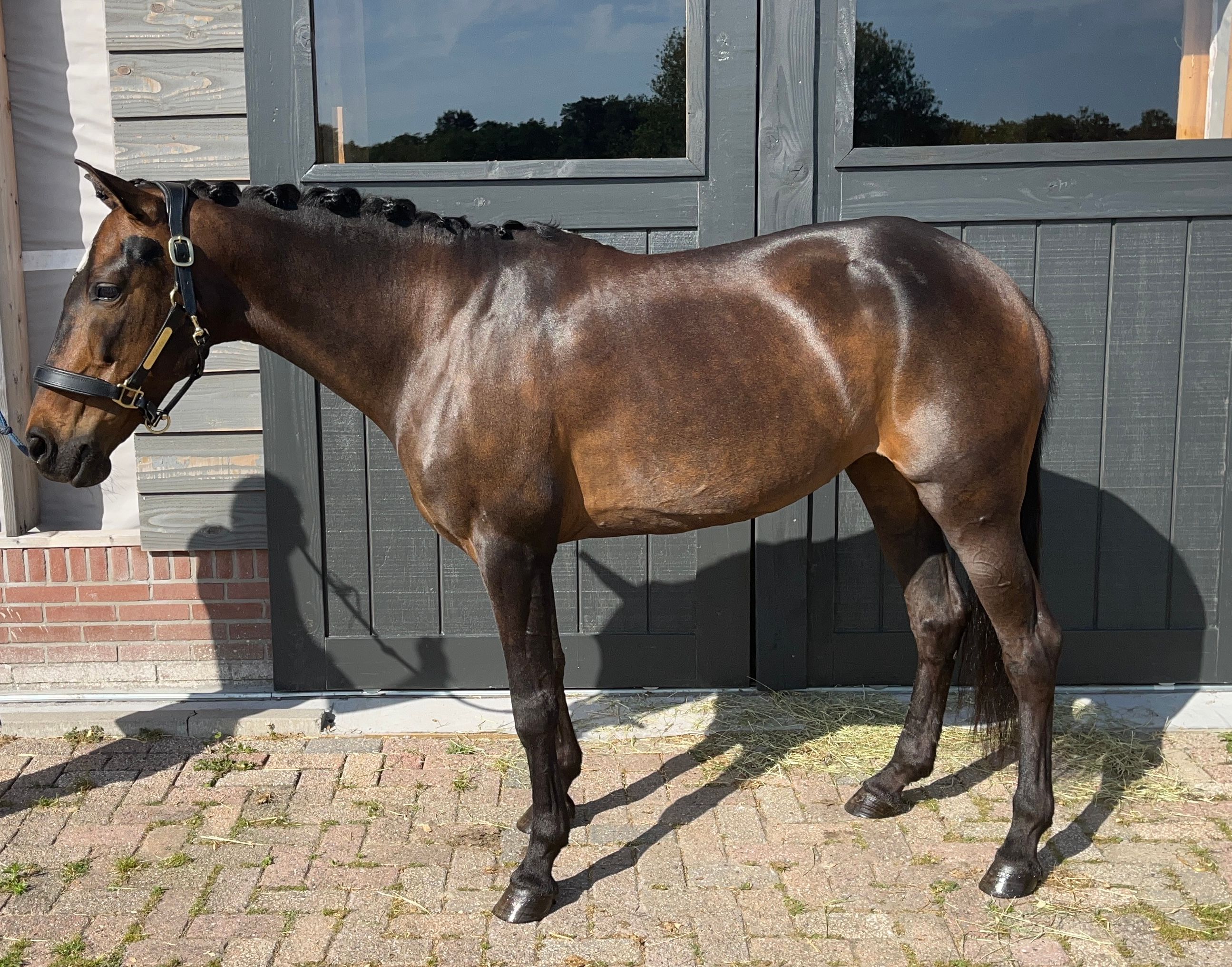 nrps allround-pony merrie 10 lat donkerbruin na sprzedaż - Zdjęcie 2